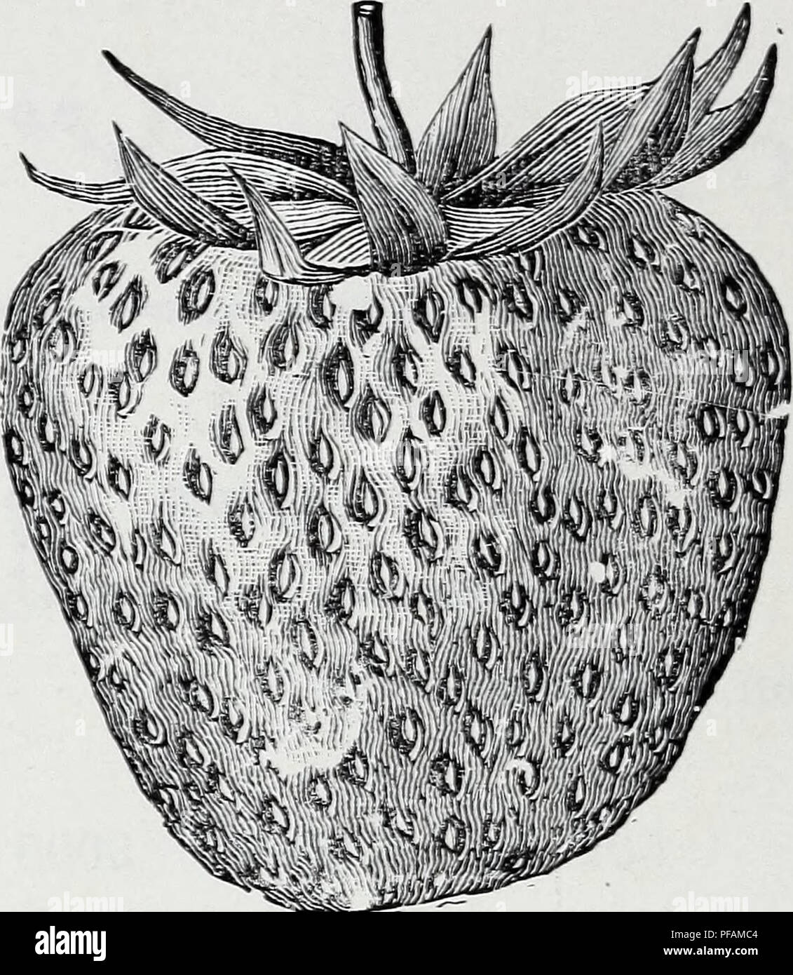 This catalog from Perdue's Strawberry Plant Farms details various