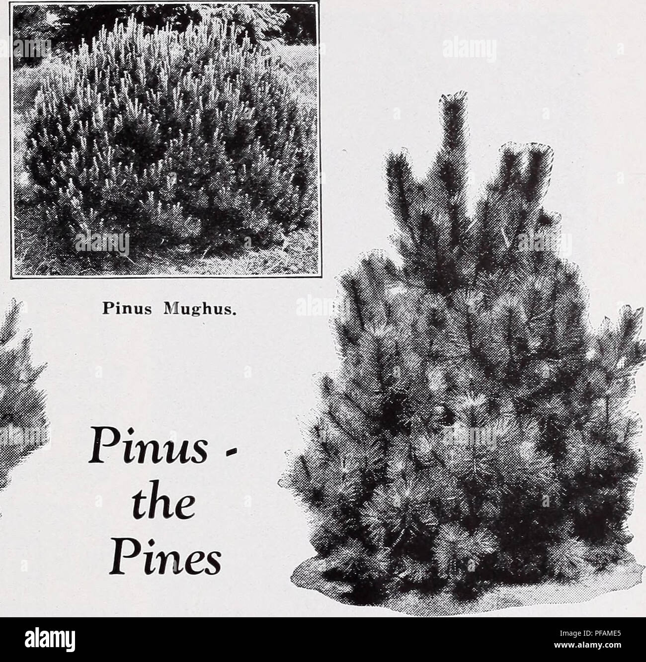 . Descriptive price list. Nurseries Horticulture Catalogs; Evergreens Catalogs; Fruit trees Catalogs; Shrubs Catalogs; Climbing plants Catalogs. Pinus - the Pines Pinus Austriaca. PINUS austriaca (Austrian Pine). Its growth, even when young, is characteristically stout and sturdy ; foliage very dark and massive in effect and when planted in an appropriate location is distinct and unique. Each 10 1% to 2 ft $1.50 $12.50 2 to 2i/2 ft 2.00 15.00 2y2 to 3 ft 2.50 20.00 3 to 31/0 ft 3.00 25.00 31/0 to 4 ft 3.50 30.00 4 to 4% ft 5.00 40.00 41/2 to 5 ft 6.00 50.00 5 to 51/2 ft. 7.00 60.00 P. mughus ( Stock Photo