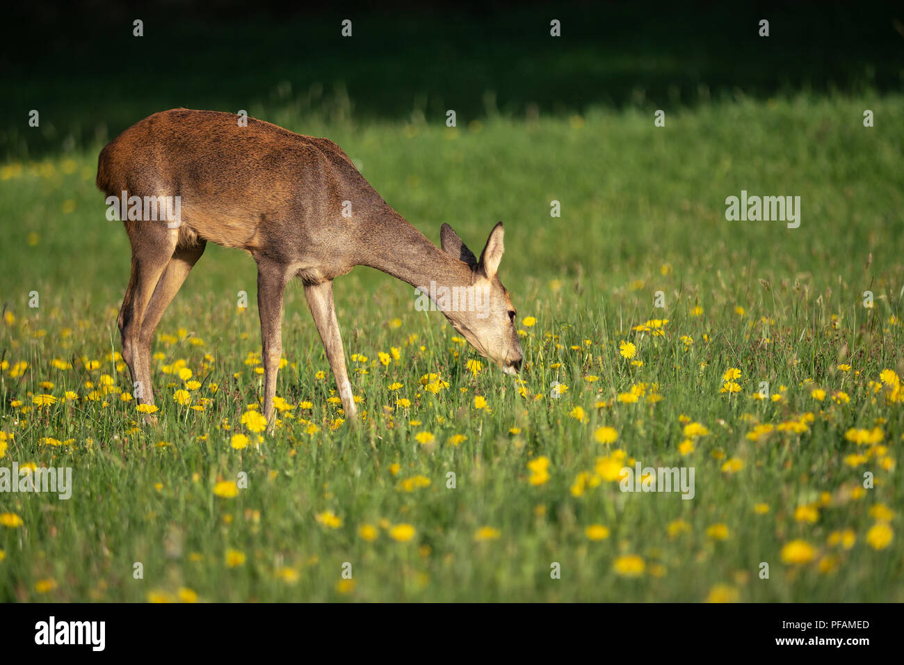 Roe deer fawns and spring hi-res stock photography and images - Alamy