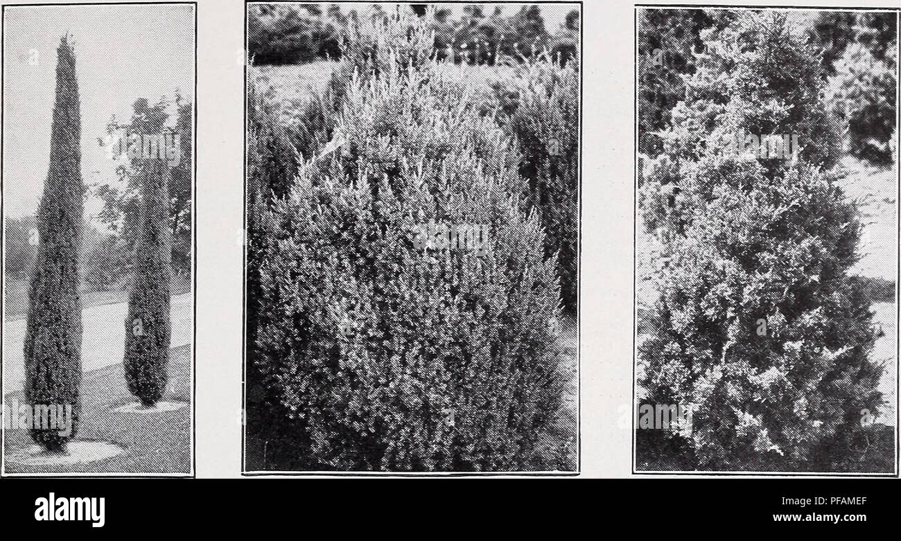 . Descriptive price list. Nurseries Horticulture Catalogs; Evergreens Catalogs; Fruit trees Catalogs; Shrubs Catalogs; Climbing plants Catalogs. C. M. HOBBS &amp; SONS, INC., BRIDGEPORT, INDIANA. Juniperus Hibernica. Juniperus Excelsa Stricta. Juniperus Virginiana Glauca. JUNIPERUS—Continued. J. Pfitzeriana (Pfitzer Juniper). A graceful, broad evergreen with sweeping fronds of gray-green foliage, making in time a dis- tinctive, beautiful tree. Each 10 iy2 to 2 ft $2.00 $17.50 2 to 2y2 ft 2.50 20.00 21/, to 3 ft 3.50 30.00 3 to 3y&gt; ft 5.00 40.00 3Vo to 4 ft 6.00 50.00 4 to 4% ft 7.00 60.00 J Stock Photo