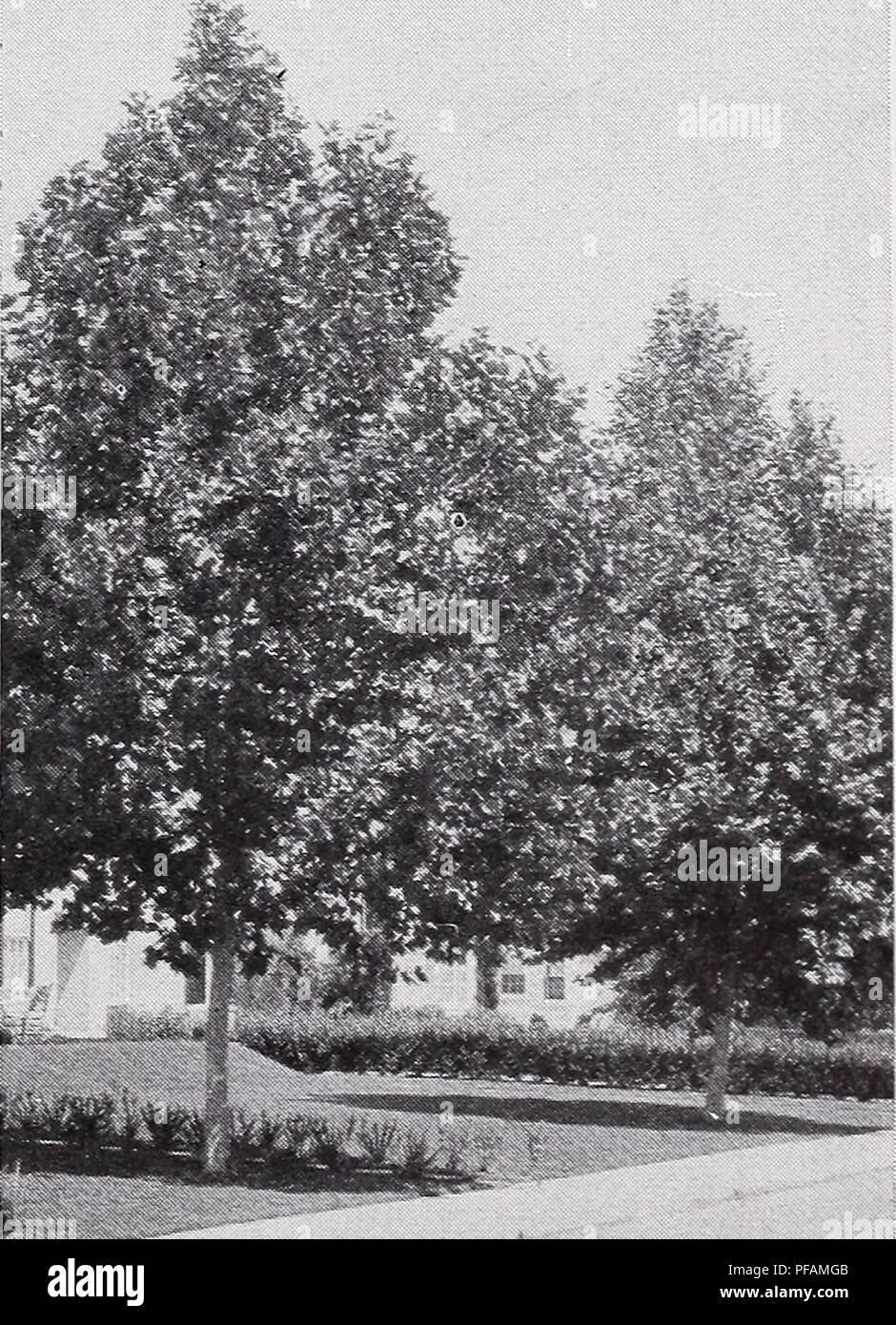 This horticulture catalog offers a variety of trees, shrubs, and plants