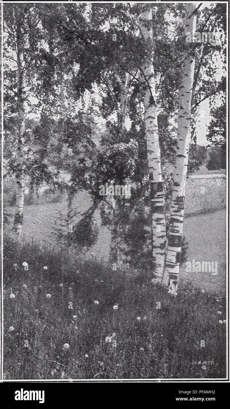 . Descriptive price list. Nurseries Horticulture Catalogs; Evergreens Catalogs; Fruit trees Catalogs; Shrubs Catalogs; Climbing plants Catalogs. Ailanthus Acer Schwedleri. ACER—Continued. A. rubrum (Red Maple). Becomes a large tree. Leaves have five unequal lobes, green above, pale or bluish beneath, turning to bright scarlet in the fall ; flowers red or scarlet, fruits red. Valuable for park or street plant- ing. Does well in wet locations. Each 6 to 8 ft $2.00 8 to 10 ft 3.00 A. saccharum (Sugar or Rock Maple). This is one of the most desirable shade and orna- mental trees. It is always erec Stock Photo