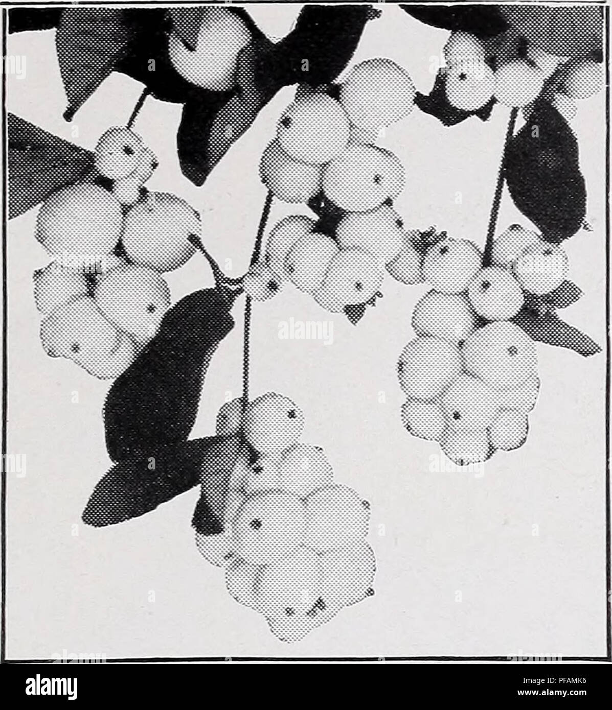Descriptive Price List Nurseries Horticulture Catalogs Evergreens Catalogs Fruit Trees Catalogs Shrubs Catalogs Climbing Plants Catalogs C M Hobbs Sons Inc Bridgeport Indiana Symphoricarpos Racemosus Symphoricarpos Snowberry