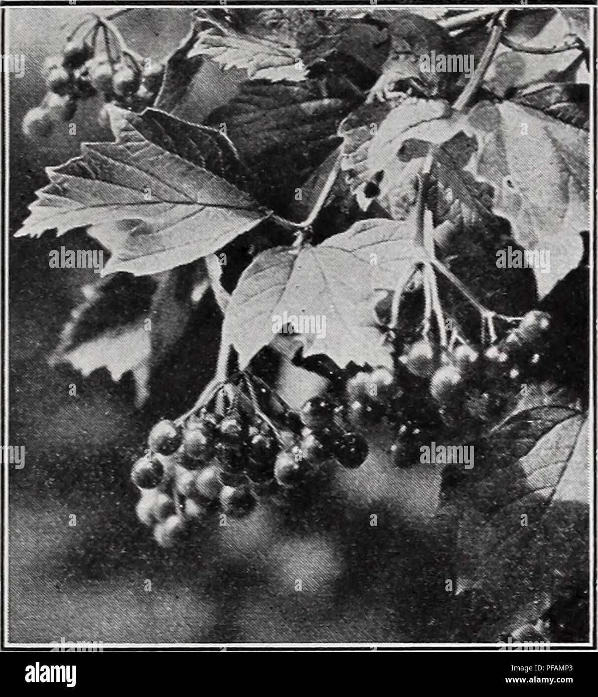 . Descriptive price list. Nurseries Horticulture Catalogs; Evergreens Catalogs; Fruit trees Catalogs; Shrubs Catalogs; Climbing plants Catalogs; Roses Catalogs. BRIDGEPORT NURSERIES, Bridgeport, Indiana 23. Fruit and Foliage of American Cranberry Bush. Tamarix TAMARIX africana. A beautiful shrub with small feathery foliage similar to the juniper. Delicate small pink flowers. Blooms in May and grows 10 to 15 feet high. Each 10 100 3 to 4 ft S0.50 S4.00 $25.00 4 to 5 ft 60 5.00 30.00 5 to 6 ft 75 6.00 40.00 T. amurensis. Growth is slender and graceful with silvery foliage. Pink flowers are borne Stock Photo