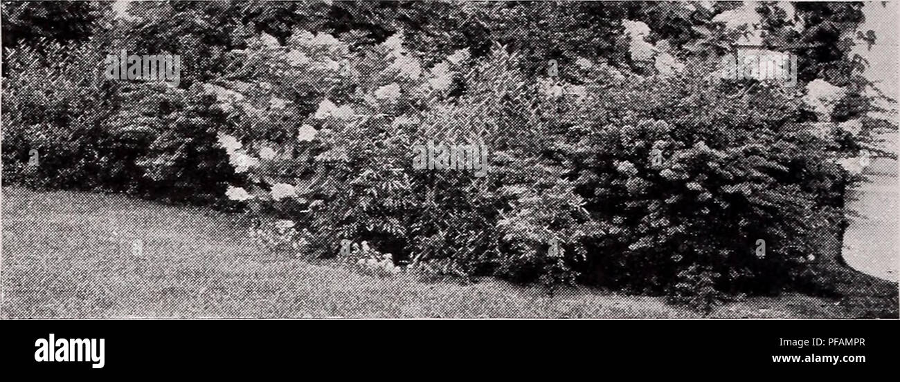 John Grimshaw S Garden Diary Philadelphus Madrensis