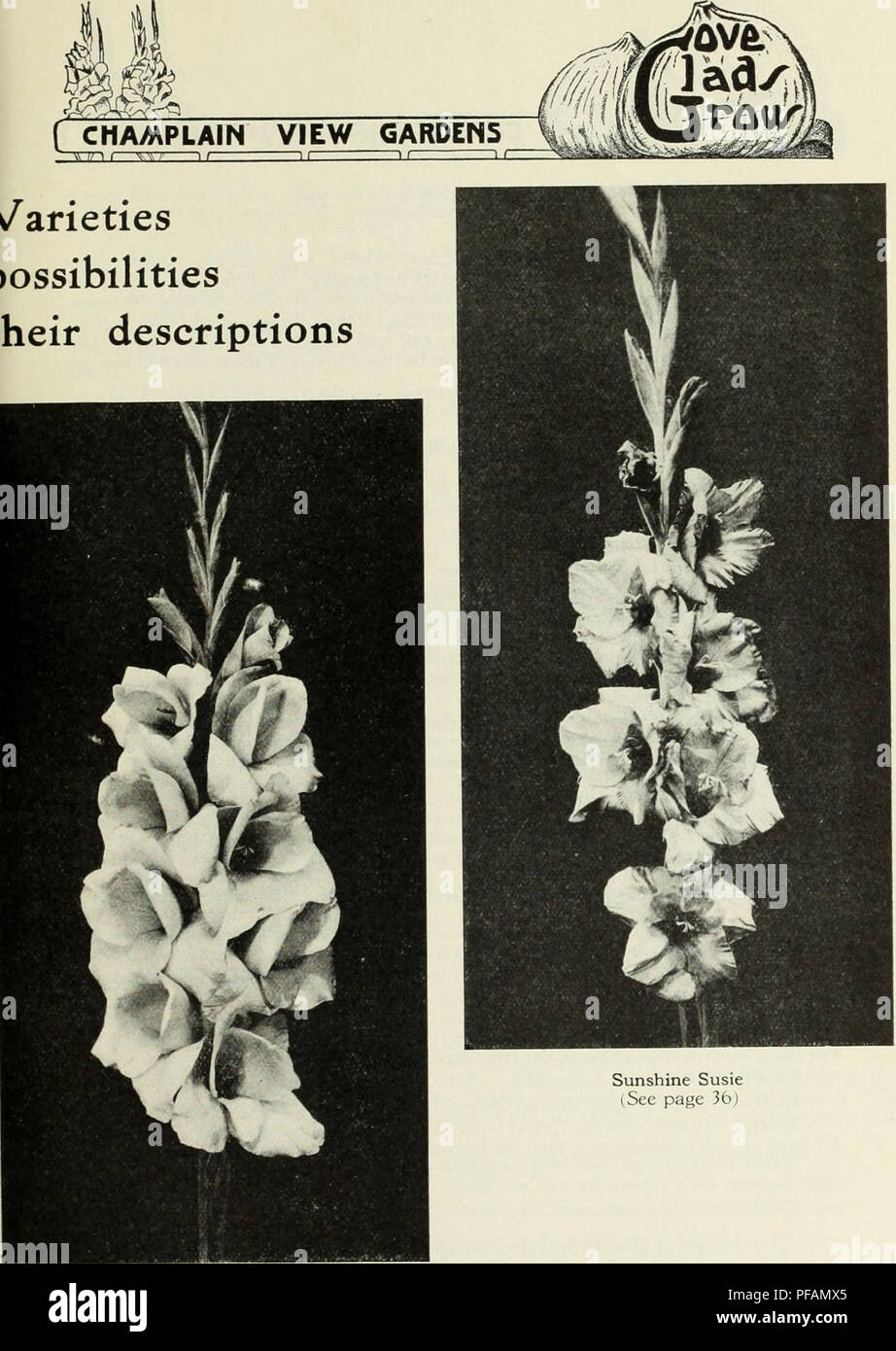 . Descriptive list of gladiolus. Nurseries (Horticulture) Vermont Burlington Catalogs; Nursery stock Vermont Burlington Catalogs; Bulbs (Plants) Vermont Burlington Catalogs; Gladiolus Vermont Burlington Catalogs; Delphinium Vermont Burlington Catalogs. Princess Yaada (See page 34) 25. Please note that these images are extracted from scanned page images that may have been digitally enhanced for readability - coloration and appearance of these illustrations may not perfectly resemble the original work.. Champlain View Gardens; Henry G. Gilbert Nursery and Seed Trade Catalog Collection. Burlingto Stock Photo