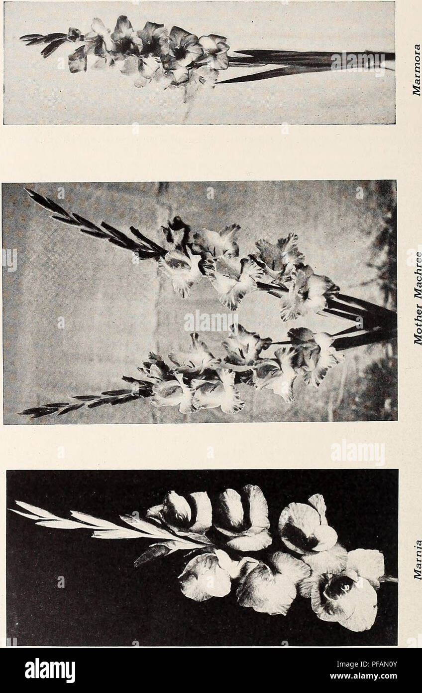 . Descriptive list : gladiolus and delphiniums. Nurseries (Horticulture) Vermont Burlington Catalogs; Nursery stock Vermont Burlington Catalogs; Bulbs (Plants) Vermont Burlington Catalogs; Gladiolus Vermont Burlington Catalogs; Delphinium Vermont Burlington Catalogs. CHAMPLAIN VIEW GARDENS. 14. Please note that these images are extracted from scanned page images that may have been digitally enhanced for readability - coloration and appearance of these illustrations may not perfectly resemble the original work.. Champlain View Gardens; Henry G. Gilbert Nursery and Seed Trade Catalog Collection. Stock Photo