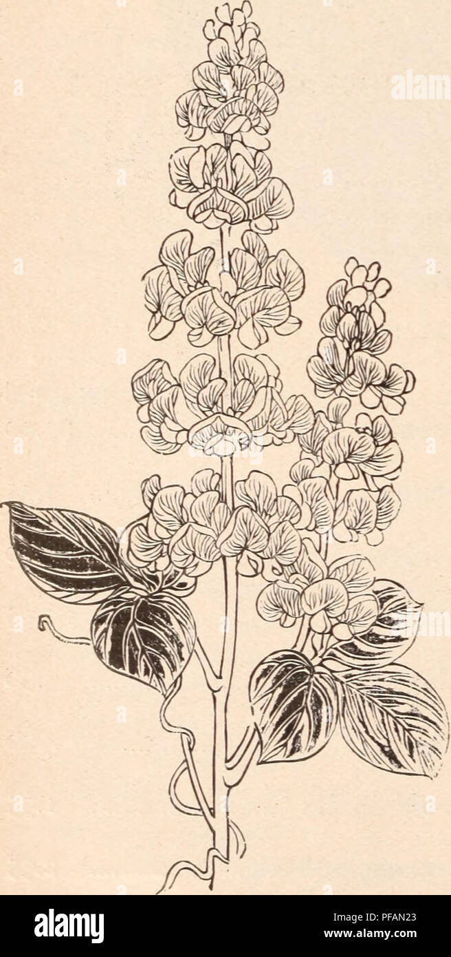 . Descriptive catalogue of flowering, ornamental trees, shrubs, bulbs, herbs, climbers, fruit trees, &amp;c., &amp;c., &amp;c. / for sale by the Yokohama Nursery Co., Limited.. Nursery Catalogue. MORNING GLORY, NEW GIANT VAR., CULTIVATED IN POTS.. JAPANESE IMPERIAL MORNING GLORY. per pound. NeAV dwarf &quot; Pigmy &quot; $2.00 DOLICHOS LABLAB. &quot; Daylight.&quot; ,, per packet New i^iaiit variety, immense large flower i Best double of assorted colours 2 Yellow colour, single rare, per pkt Best single fringed petals Best single Boliclios Lablab &quot; Daylight&quot; „ scarlet Aster tataricus Stock Photo