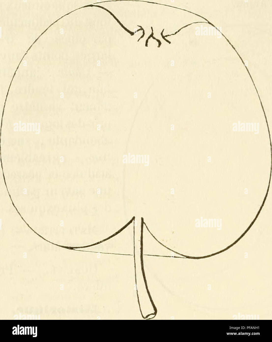 Pomology Examples This work is a detailed dictionary of pomology, focusing on fruit ...