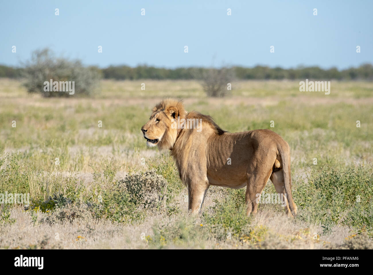 Old thin male lion standing in grass land and growling, Etosha National Park, Namibia Stock Photo