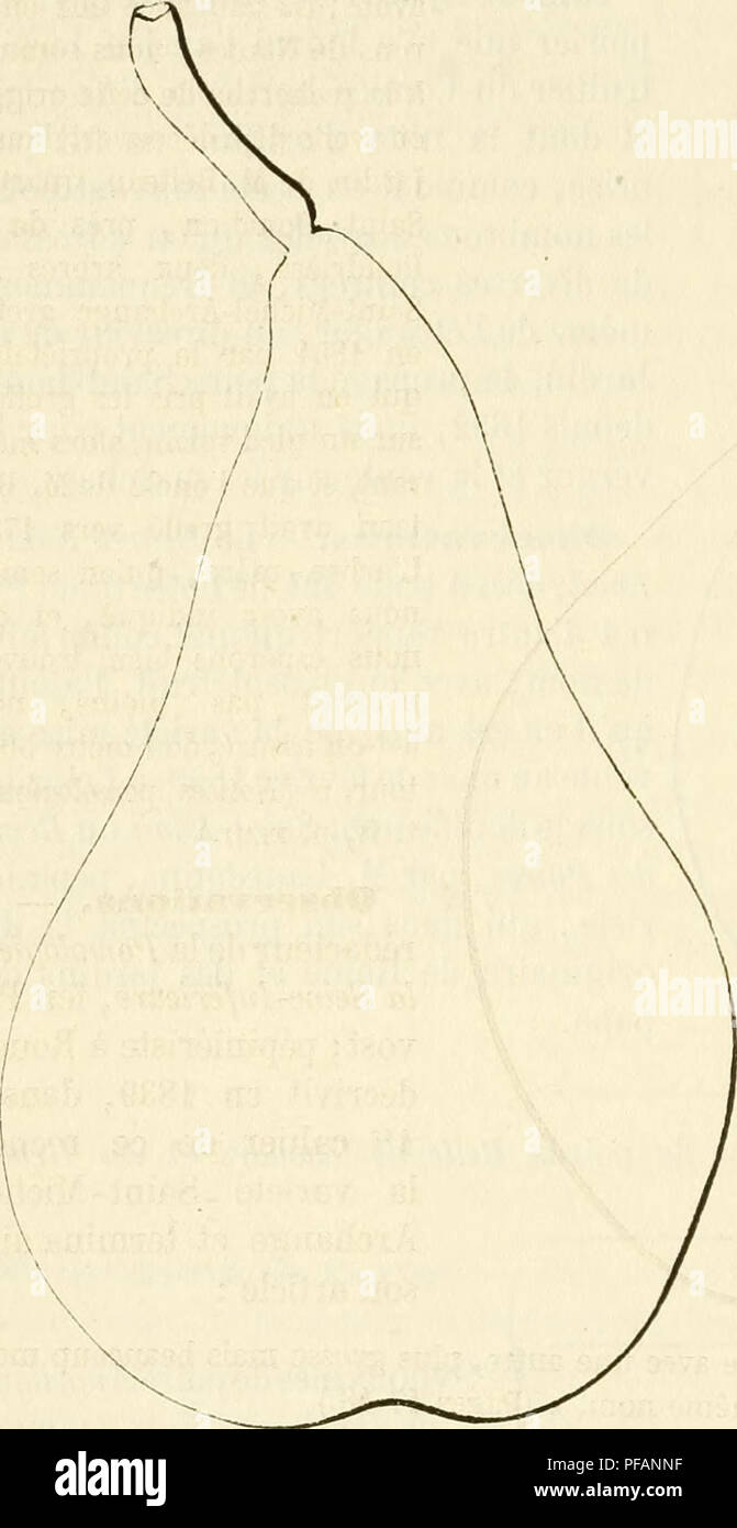 . Dictionnaire de pomologie, contenant l'histoire, la description, la figure des fruits anciens et des fruits modernes les plus gÂ©nÂ©ralement connus et cultivÂ©s. Fruit-culture. 636 S AI [SAINT-MIC] des plus saillauts et de trÃ¨s-courts mÃ©rithalles. â Yeux : volumineux, habituelle- ment coniques, pointus, sensiblement Ã©loignÃ©s du bois et souvent mÃªme presque sortis en Ã©peron. â Feuilles : d'un Poire Saint-Michel-Archange. â Premier Type. joli vert luisant, assez petites, trÃ¨s- abondantes, ovales ou ovales allon- gÃ©es, Ã bords faiblement crÃ©nelÃ©s ou presque entiers, Ã pÃ©tiole long et Stock Photo