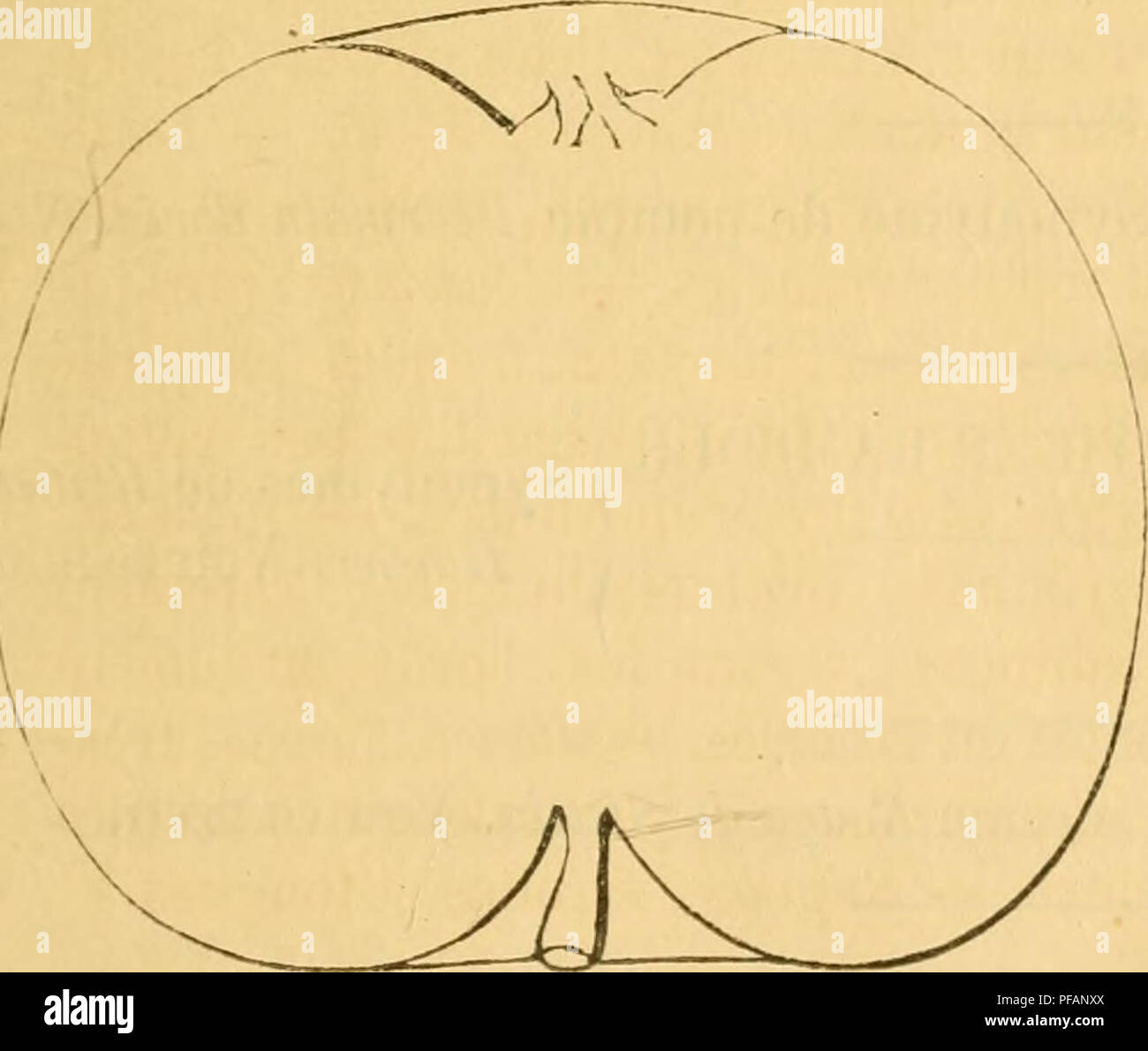 jean paul le male eau de parfum