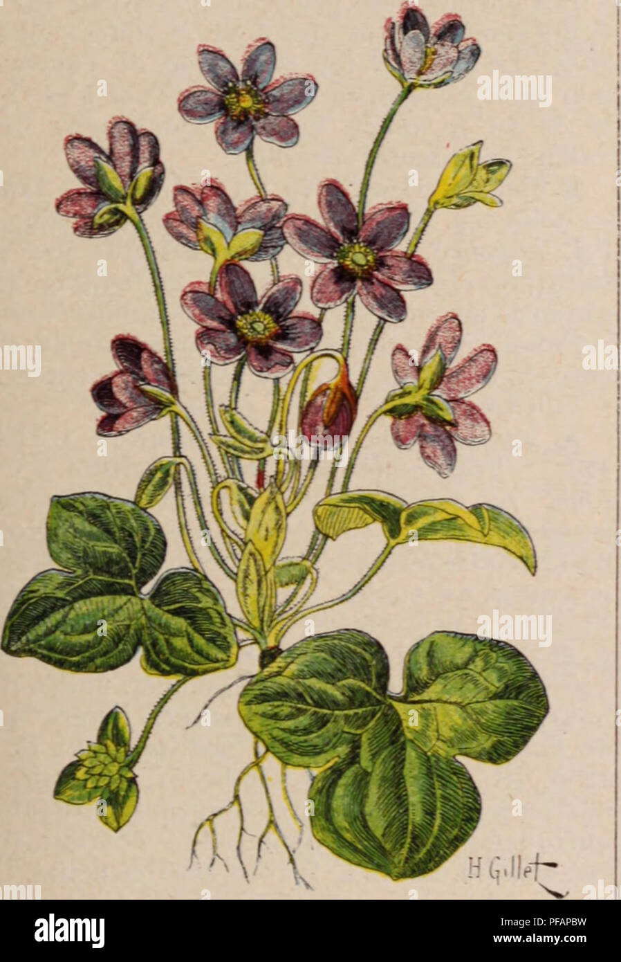 . Dictionnaire d'horticulture illustrÃ© / par D. Bois  prÃ©face de Maxime Cornu  avec la collaboration de E. AndrÃ© ... [et al.].. Horticulture; Dictionaries.. ANEMONE. â 85 â ANEMONE. Europe mÃ©rid. â Plante tubÃ©reuse, Ã files, pal- matisÃ©quÃ©es.velucs-pubescentes; fleurs d'un beau bleu, Ã 10 ou 12 segments Ã©talÃ©s. Mars-mai. A. baldensis L. Ãchb. â Fl. Germ. 4.50. â Alpes et PyrÃ©nÃ©es, de 1800 Ã 2000 m. â Files, bipennatisÃ©quÃ©es. velues : fleurs d'un blanc rosÃ©. Mai. A. blanda Schott et Kotsch. â Orient. â TrÃ¨s voisine yl'apennina : fleurit plus tÃ´t qu'elle. A. decapetala L. â AmÃ©r Stock Photo