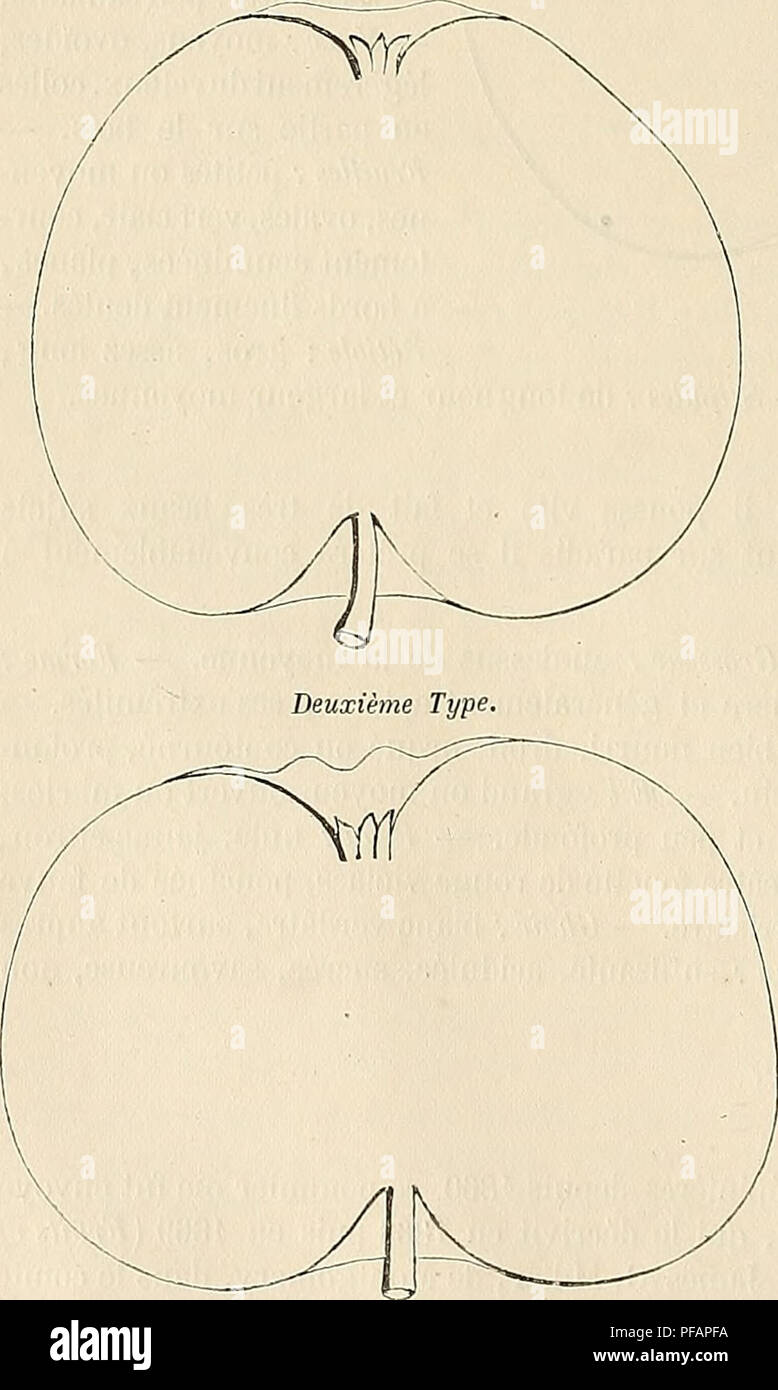 . Dictionnaire de pomologie : contenant l'histoire, la description, la figure des fruits anciens et des fruits modernes les plus gÃ©nÃ©ralement connus et cultivÃ©s. Fruit. 470 MIL âM1R Observations. â Les AmÃ©ricains possÃ¨dent un second pommier Miller dont les produits, mÃ»rissant au commencement de septembre, atteignent difficilement la fin d'octobre ; ils le dÃ©clarent peu vigoureux, trÃ¨s-fertile et originaire du comtÃ© de Berks (Panama). Je le signale ici pour Ã©viter, au cas oÃ¹ son importation aurait lieu chez nous, qu'on le confonde avec celui que nous venons de caractÃ©riser ; ce qui  Stock Photo