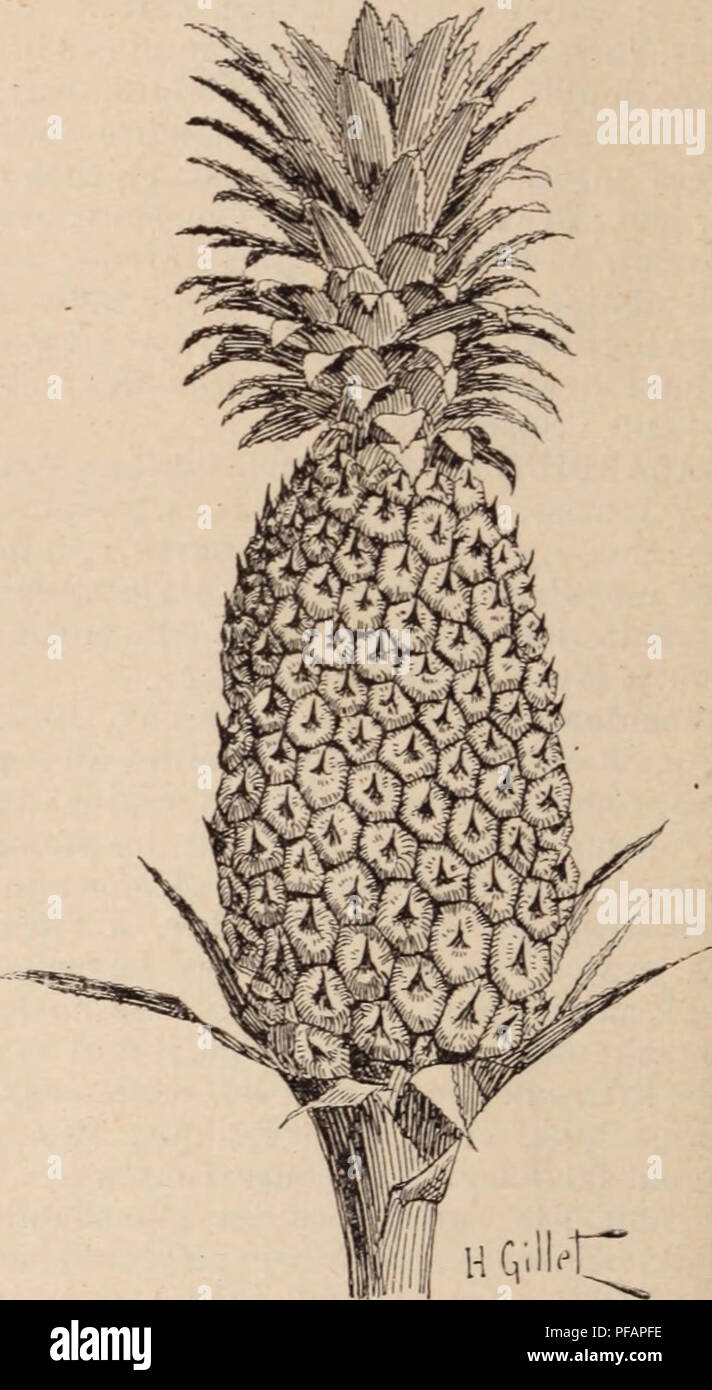 . Dictionnaire d'horticulture illustrÃ© / par D. Bois  prÃ©face de Maxime Cornu  avec la collaboration de E. AndrÃ© ... [et al.].. Horticulture; Dictionaries.. Fg. 48. â Amygdalus nana L. A. sativus [Ananassa sativa) Lindley. [Syn. : Bromelia Ananas Lin. : B. sylvestris Well. (non Willd.)] â B. R. t. 1068. â AmÃ©rique trop. â Files en rosette dense, ensiformes. longues de 1 m. Ã 1 m. 50 cm., dressÃ©es-Ã©talÃ©es. aiguÃ«s, canaliculÃ©es. lÃ©pidotes-striÃ©es, bordÃ©es d'aiguil- lons crochus. Hampe dressÃ©e, garnie de files. Inflorescence en strobile ovoÃ¯de long de 6 Ã 15 cm. ; bractÃ©es ovales  Stock Photo