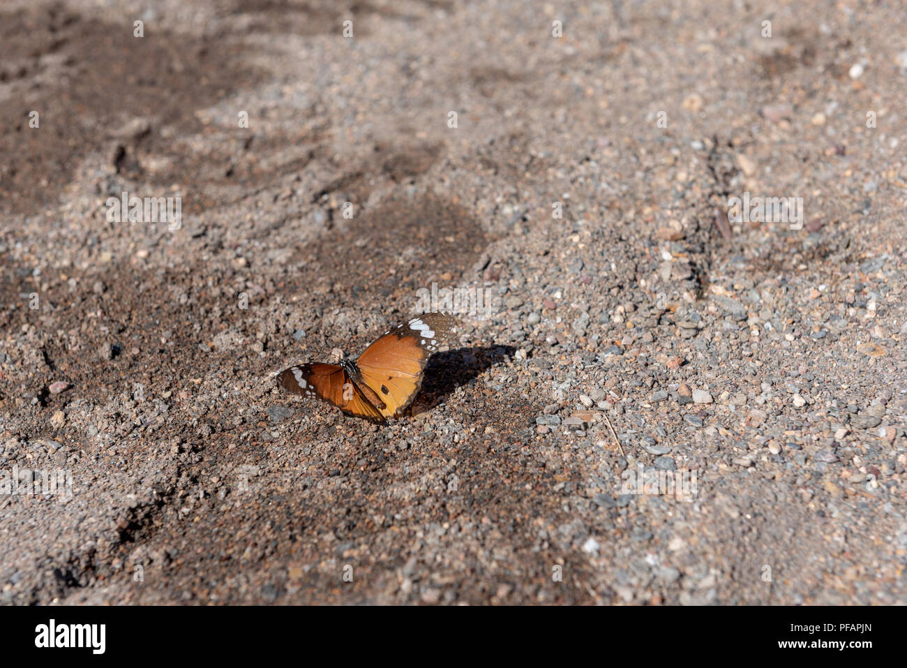 Beautiful orange Plain Tiger butterfly sitting on wet sand ground and basking in the sun with open wings showing off its color, Namibia Stock Photo