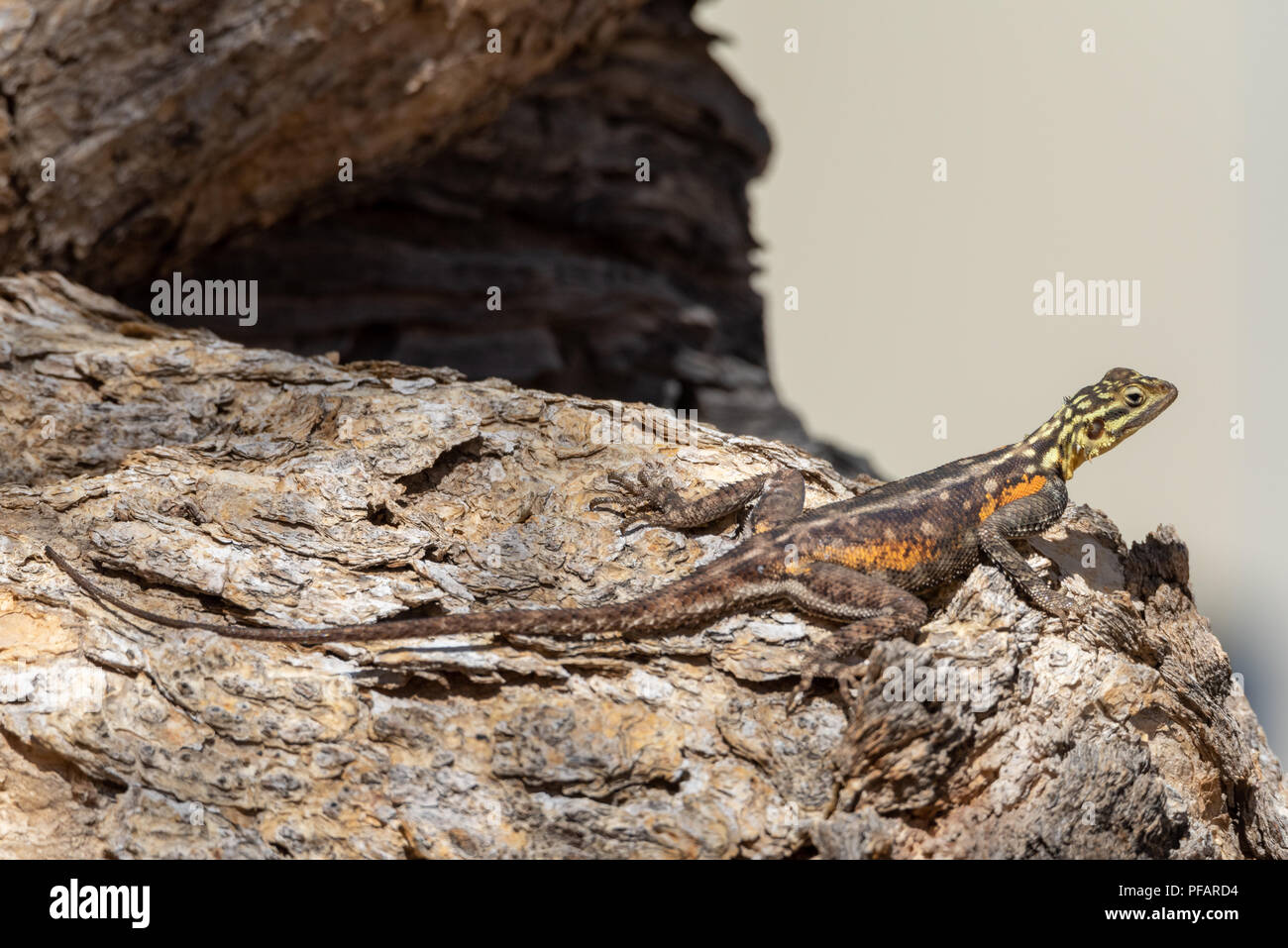Very colorful namibian rock agama, lizard reptile, yellow head and orange body sitting on a rock, Namibia Stock Photo