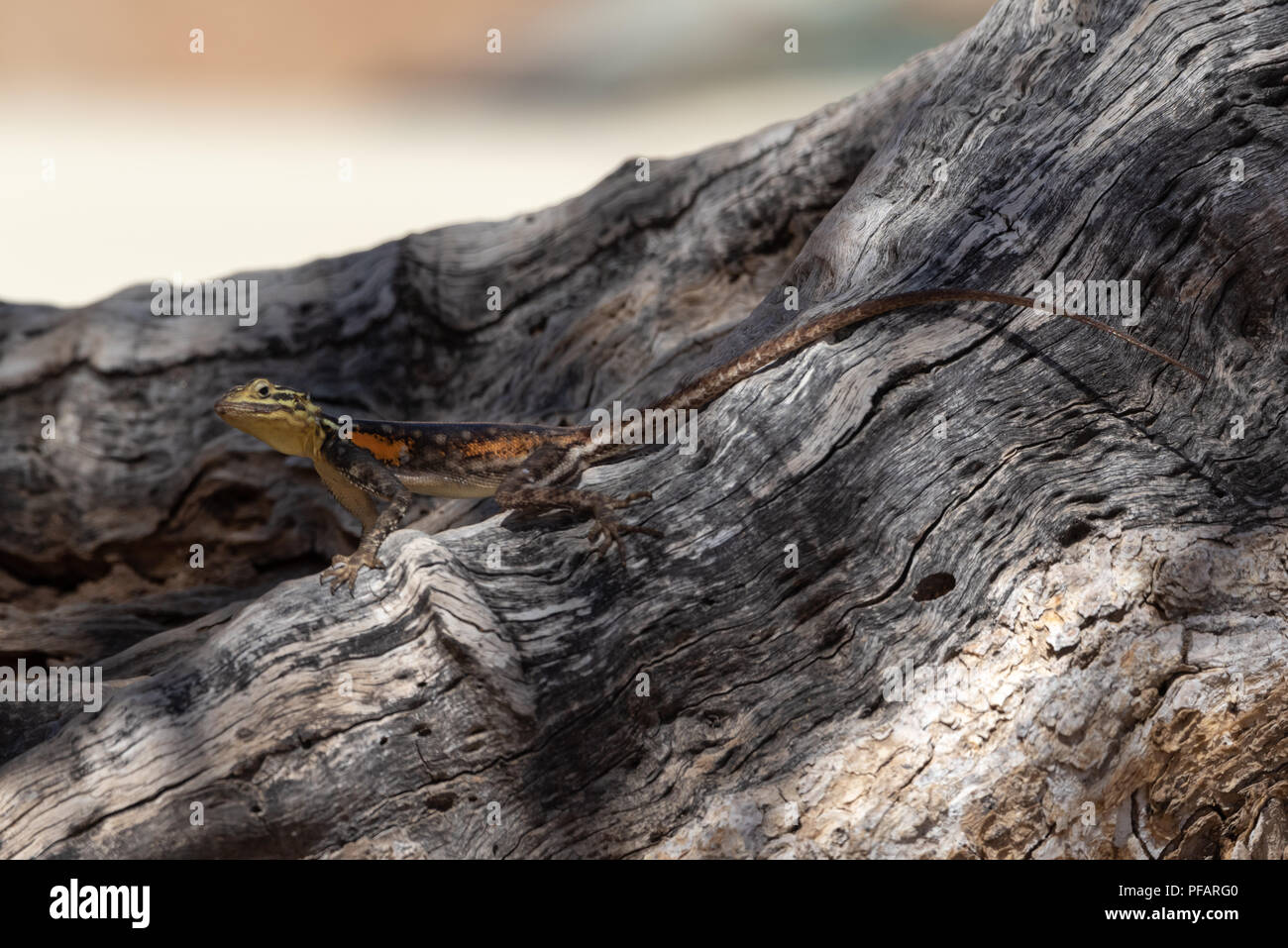 Portrait of a busy colorful namibian rock lizard on a tree trunk ...