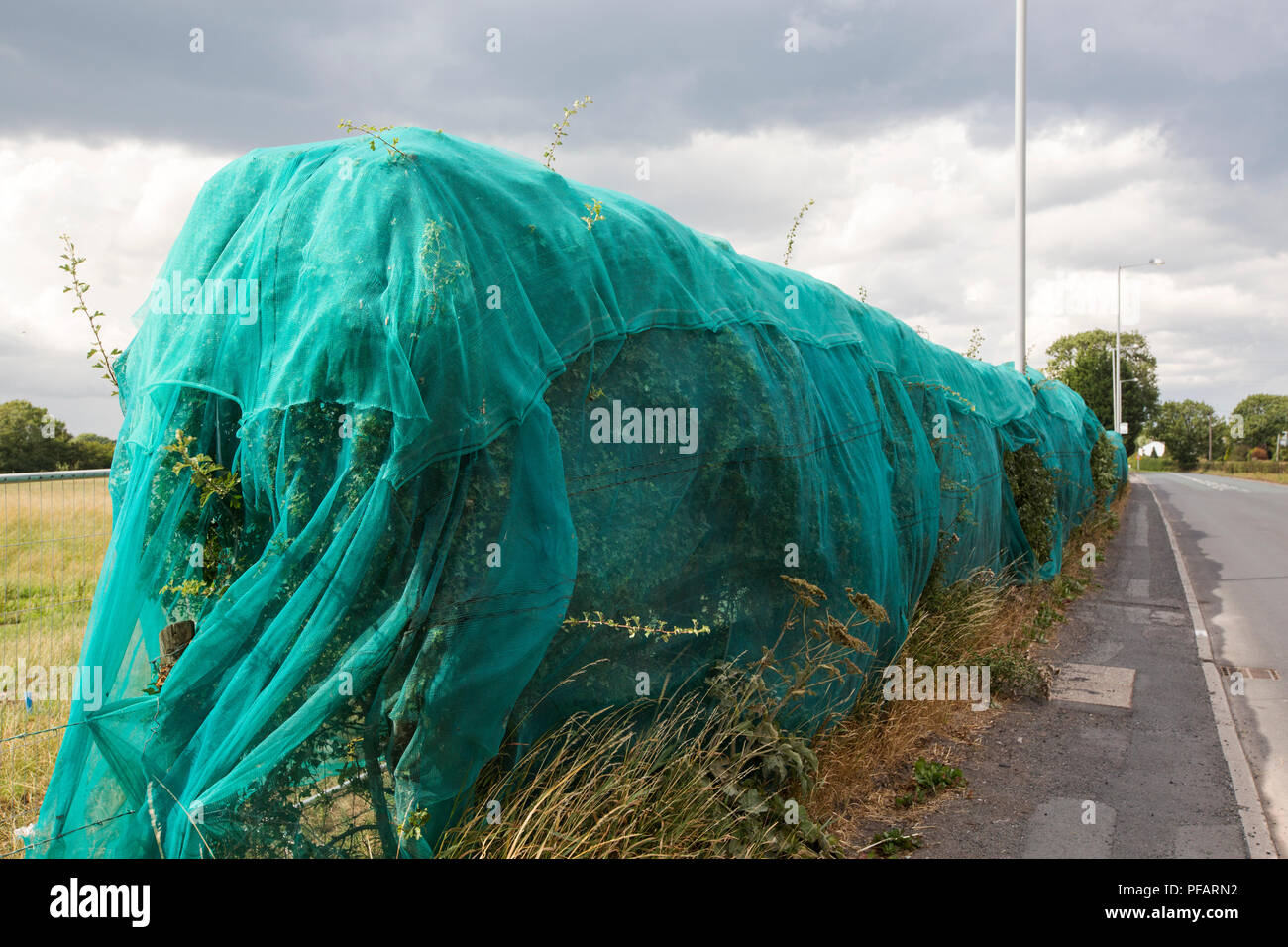 Plastic netting over a hedge in Longridge, Lancashire, UK Stock Photo