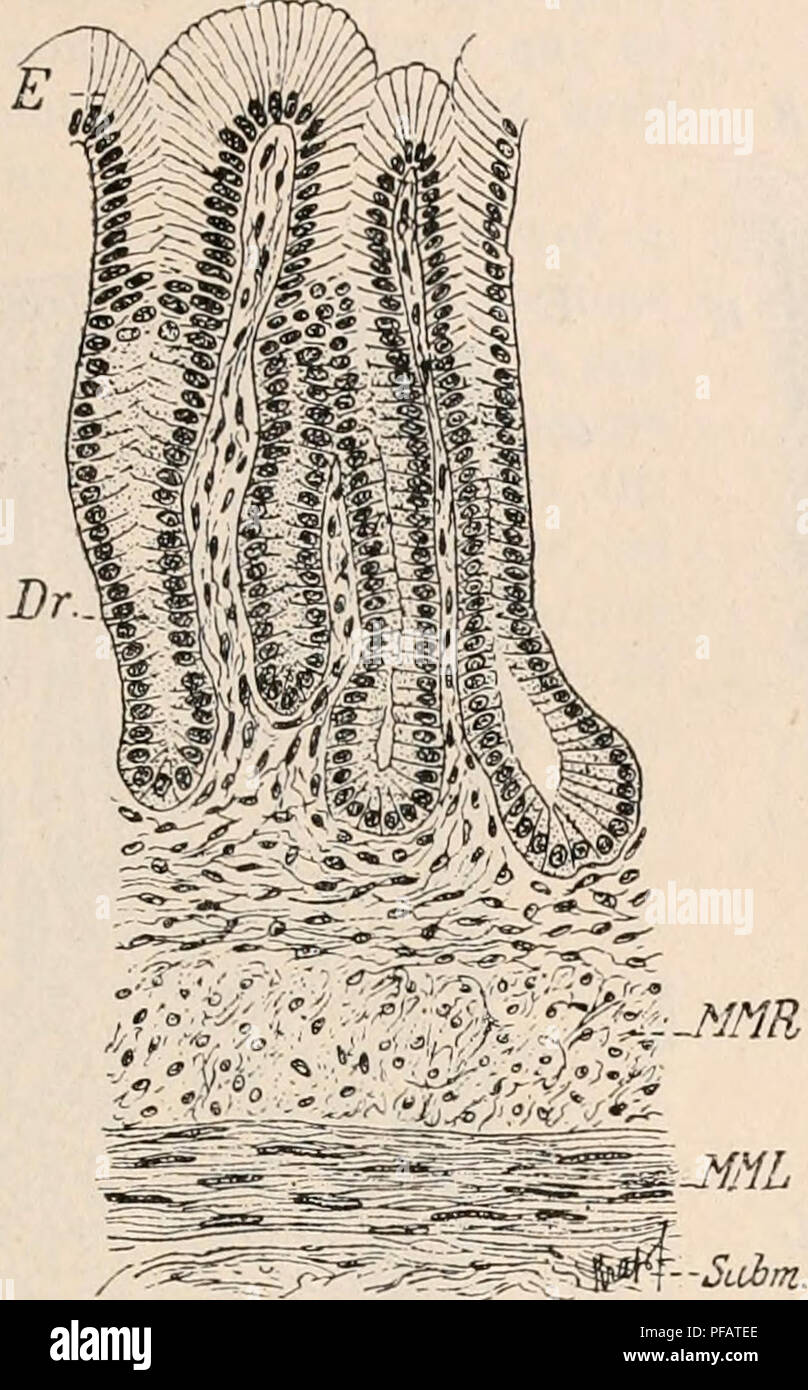 . Dictionnaire de physiologie. Physiology. ESTOMAC. 585 venons de parler, la présence de cette valvule n'est pas constante. Les Crocodiliens pos- sèdent un estomac très complexe qui se rapproche beaucoup de l'estomac des Oiseaux. CuviER a décrit ainsi qu'il suit la forme de cet organe : « un grand cul-de-sac, arrondi et globuleux, dans lequel l'œsophage vient s'insérer non loin du pylore. Tout près de cette insertion, en dessous, il s'en détache souvent un petit cul-de-sac, dont la cavité est. FiG. 248. — Région du fond de l'ostoniac du Pseudopus apus. Section longitudinale. £, épithélium supe Stock Photo