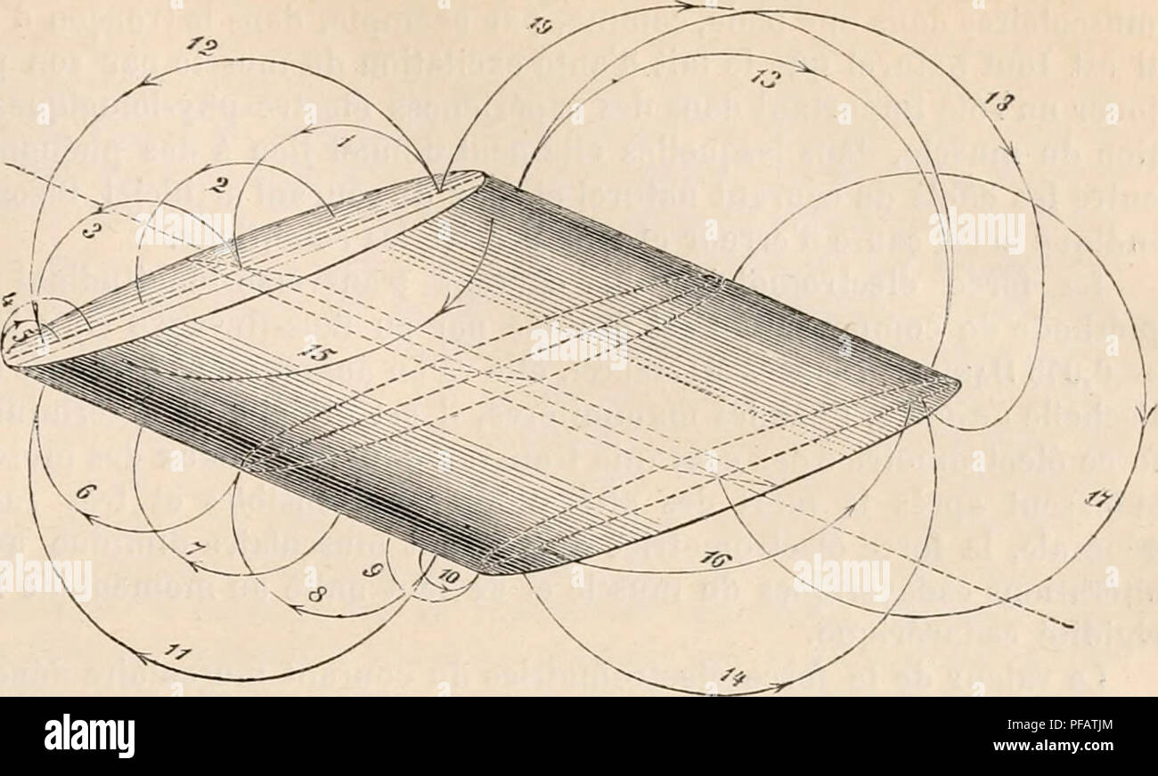 . Dictionnaire de physiologie. Physiology. ÃLECTRICITÃ. 325 courant musculaire formulÃ©e par du Bois-Reymond. Tel est le cas par exemple pour Je muscle gastrocnÃ©mieii de la grenouille, dont le courant Ã©lectrique, trÃ¨s fort du reste, prÃ©sente une di- j^ection qui ne a? s'explique que dif- ficilement par celte loi. L'explication devient possible et conforme Ã la loi prÃ©citÃ©e, si on tient compte de la struc- ture de ce muscle, qui par la dispo- sition de ses fibres se rapproche d'un rhombe muscu- laire double (fig. 184). Sa partie tendi- neuse, qui enve- loppe le cÃ´tÃ© bom- bÃ© de la masse Stock Photo