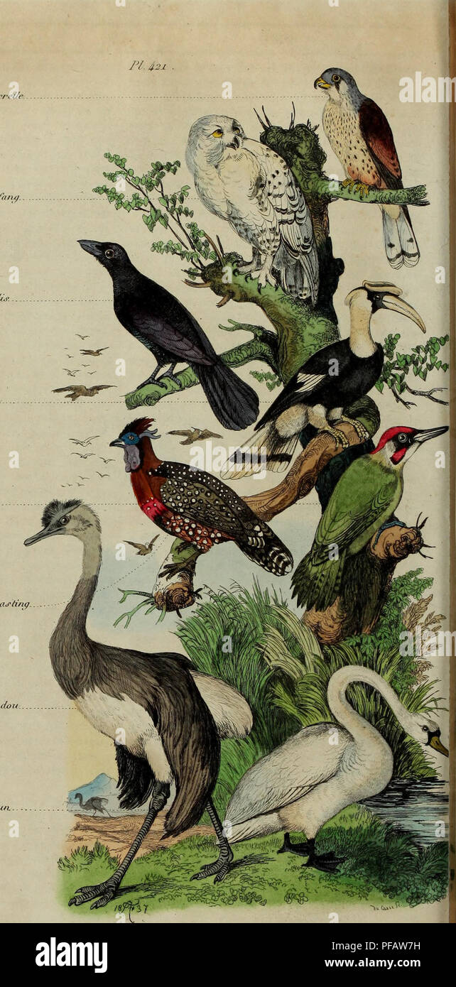 . Dictionnaire pittoresque d'histoire naturelle et des phÃ©nomÃ¨nes de la nature. [ Ordres ^ Oiseaux de Proie J'/iuroii (â¢re,r,frre//c. CJtevÃ¨chr /iiirfnny. (tih^hÃ© paraditf- Passereaux ' Calao hÃ 'or Griinpevu's {7-i&lt; GallinacÃ©s { Tiw/opa/t d'haj'ting. Ecliassiers ( Aufruche nandou PalmipÃ¨des} (}/ijitc conunuix.. Ois^ F. OuÃ©fin m:. Please note that these images are extracted from scanned page images that may have been digitally enhanced for readability - coloration and appearance of these illustrations may not perfectly resemble the original work.. GuÃ©rin-MÃ©neville, F. -E. (FÃ©lix- Stock Photo