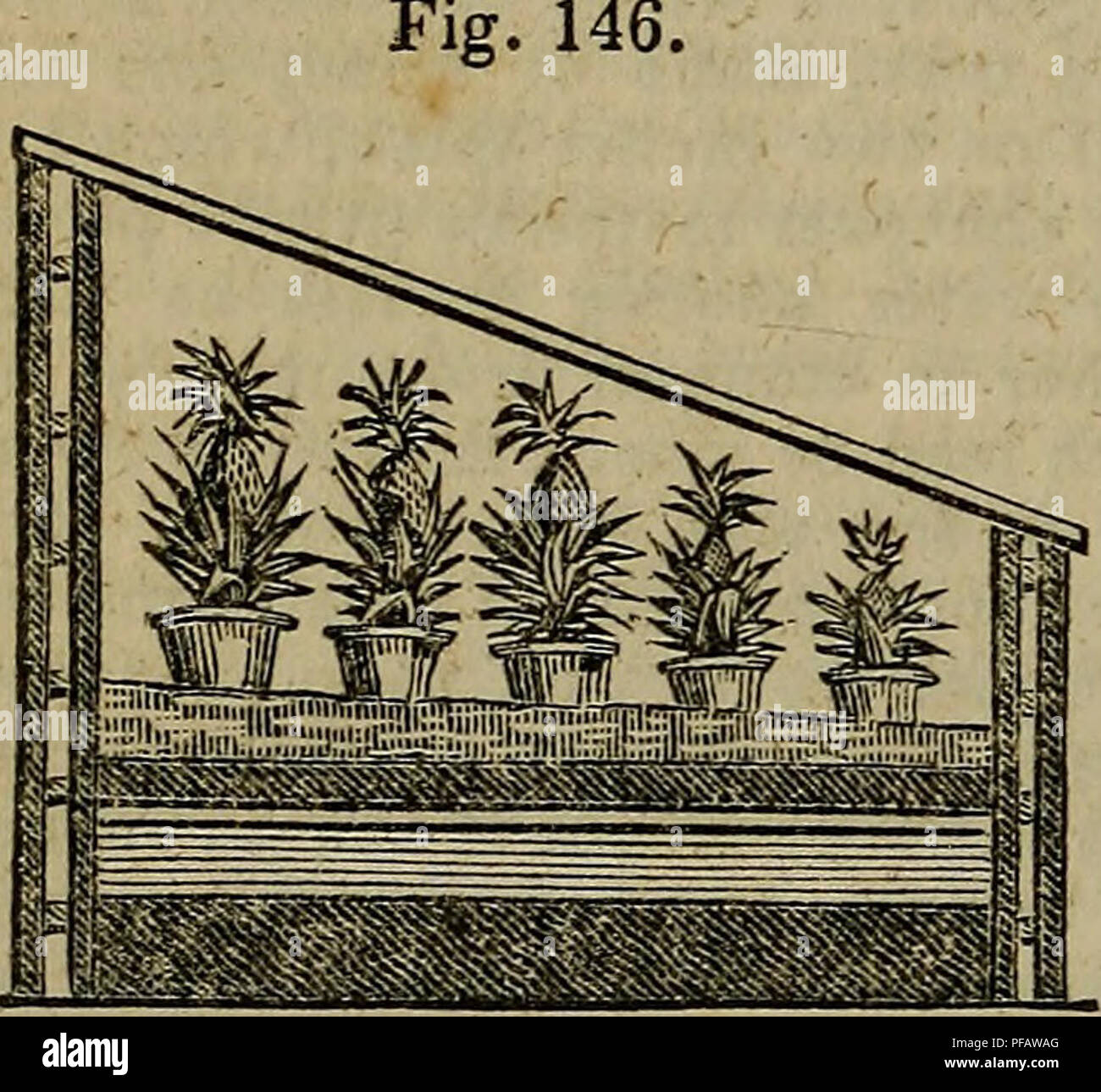 . A dictionary of modern gardening. Gardening. The next sketch is a Pinery, up with Mr. Rendle's tank. fitted. It is described as &quot; a very useful and most desirable structure for the growth of the Pine Apple, with a hollow wall, recommended by all garden architects in preference to a solid wall—the heat or cold being not so readily conducted as through a solid mass of masonry.&quot; Mr. Rendle might have added, that hollow walls are also much drier.— Rendle,s Treatise on the Tank System. See Stove, &amp;c. REQUIENIA obcordata. Stove ever- green shrub. Young cuttings. Peat, loam, and sand. Stock Photo