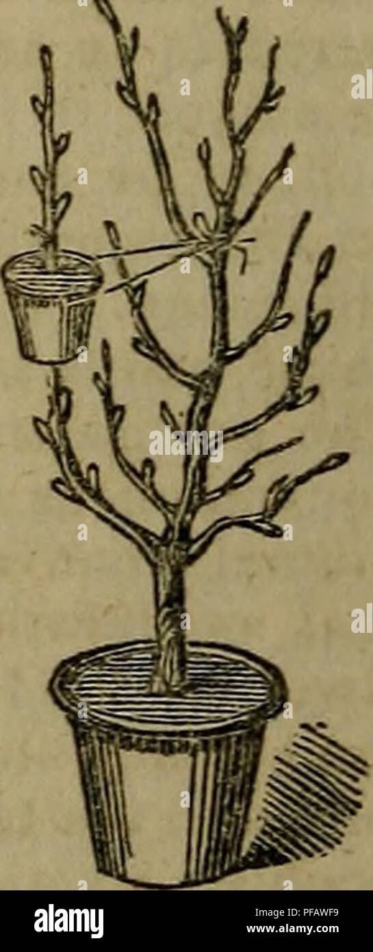 . A dictionary of modern gardening. Gardening. LAW 344 ââ¦â LEA Turfing. If seed be employed, the fol- | to compel the returning sap to organize lowing is a good selection, and in the itself externally as roots, instead of requisite proportions for an acre. The : passing downwards below the bark as best season for sowing is during moist j wood. The bending back is to assist weather in March. ! in this object by preventing the expend- On 1 acre of new lawn, sow the fol- j iture of sap in the formation or rather lowing grass seeds: Festuca durius- completion of leaves, and the silver cula, 4i lb Stock Photo