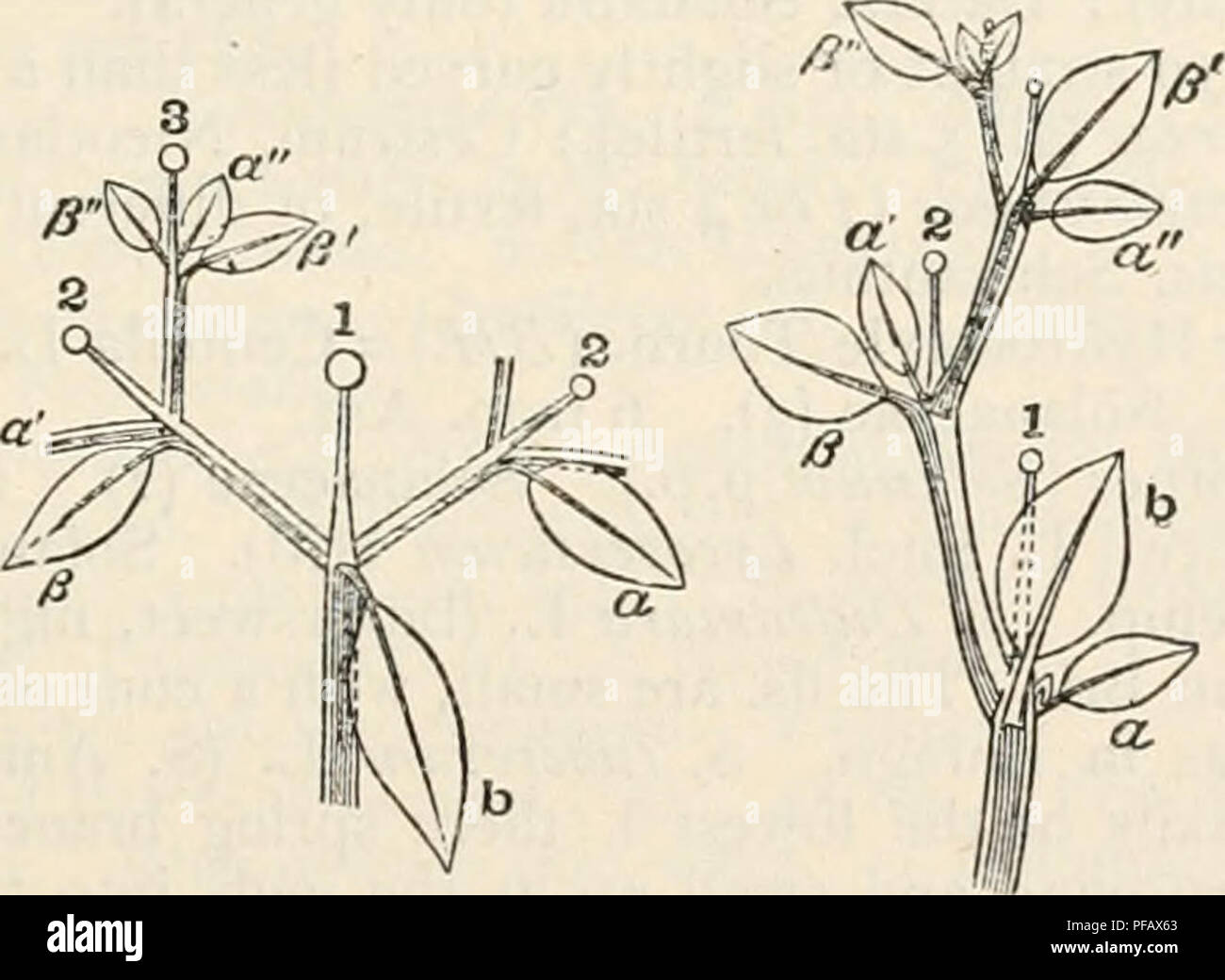 . A dictionary of the flowering plants and ferns. Botany. SOLANACEAE 6n tree (W.I.), Sapindits; -tree, Quilla/a; -wood (W.I.), Ctethra', -wort, Saponaria. Soaresia Sch.-Bip. Compositae (i). i campos of S. Brazil. Sobole, a shoot from the ground. Sobolewskia Marsch.-Bieb. Cruciferae (2). 3 W. As. Sobralia Ruiz et Pav. Orchidaceae (n. 7). 33 Peru to Mexico. Social habit, forming homogeneous forests, pine, birch, beech. Societies, Plant, see Plant societies. Socotora Balf. f. (Periploca p.p. EP.}. Asclepiadaceae (i). i Socotra. Socotranthus O. Ktze. =Cochlanthus Balf. f. (Asclep.). Socratea Karst Stock Photo