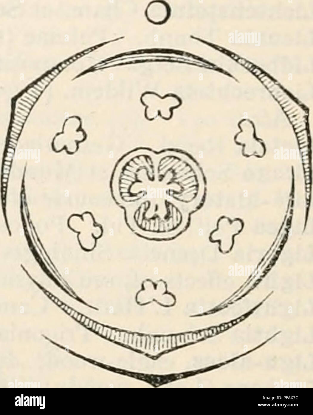 . A dictionary of the flowering plants and ferns. Botany. 384 LILIACEAE. Diagram of Convallaria (after Eichler). cymose form, especially that of a bostryx, as in Hemerocallis. The apparent umbels or heads of Allium, Agapanthus, &amp;c. are really cymose. Sol. term. fls. occur in tulip, &amp;c. Fls. usu. § , reg., penta- cyclic, 3-merous (rarely 2, 4, or 5), hypog. P 3 + 3, free or united, petaloid or sometimes sepaloid; A 3 + 3 or fewer, rarely more, usu- ally with introrse anthers; G (3) usu. sup., rarely inf. or semi-inf., 3-loc. with axile, or rarely i-loc. with parietal plac.; ovules usu.  Stock Photo