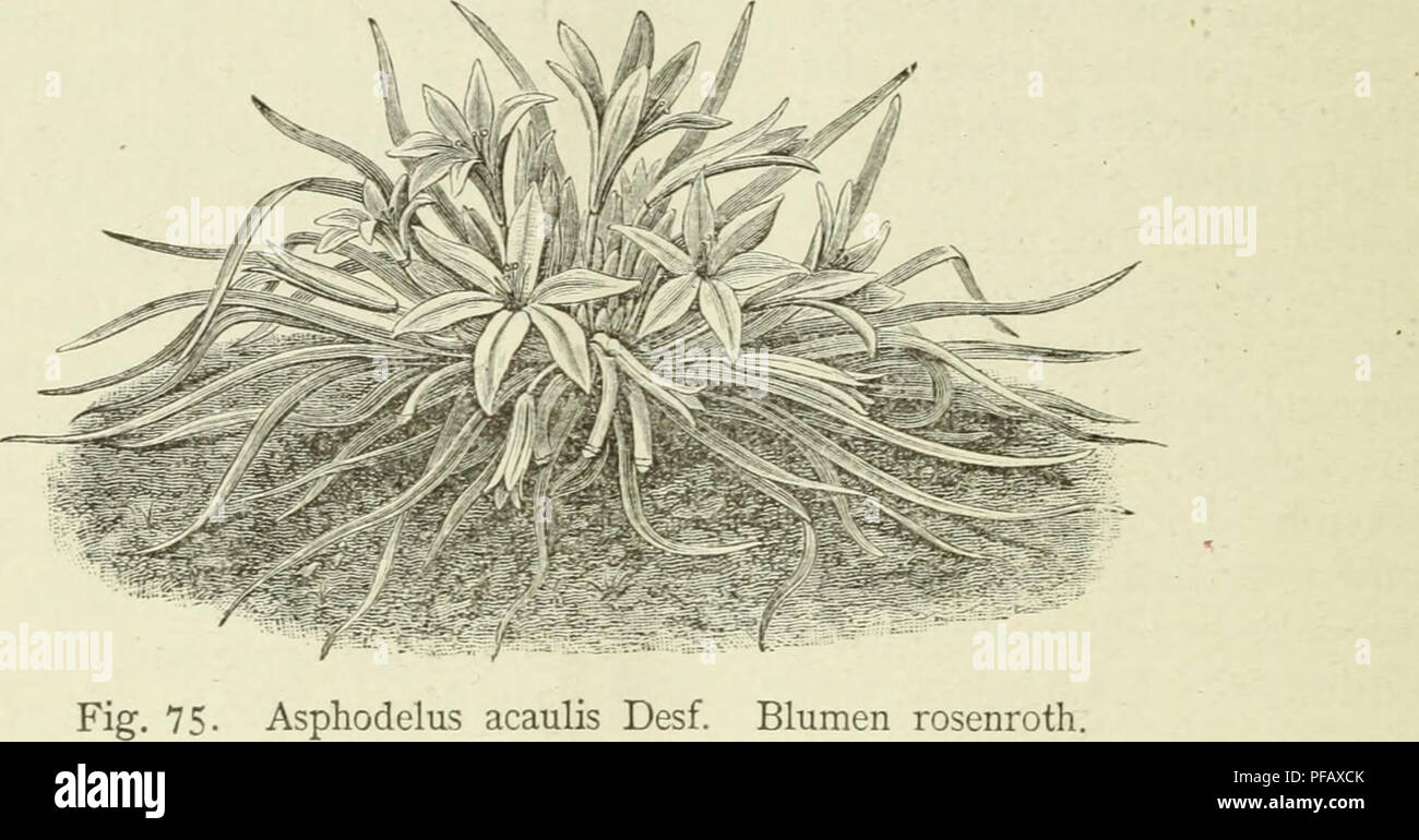 . Deutsche Garten-Zeitung. Gardening. 320 Asphodelus acaulis. [Deutsche Garten-Zeitung hoch ZU halten, * erlaubte ich mir die Angelegenheit zu besprechen. L. Groth, Vorsteher des Gartenbau-Vereins in Guben. Asphodelus acaulis Desf. (Mit Abbildung.) Von Carl Sprenger, in Firma Dammann &amp; Co., San Giovanni a Teduccio bei Neapel. Drüben Jn Algerien in der Provinz Oran, nach Westen hart an der marok- kanischen Grenze, zunächst von Djiebel Santo, wächst der stengellose oder besser kurzstengelige Affodil. Es darf nicht auffallen, dass dieser schöne, wo nicht schönste aller Asphodelus so lange völ Stock Photo