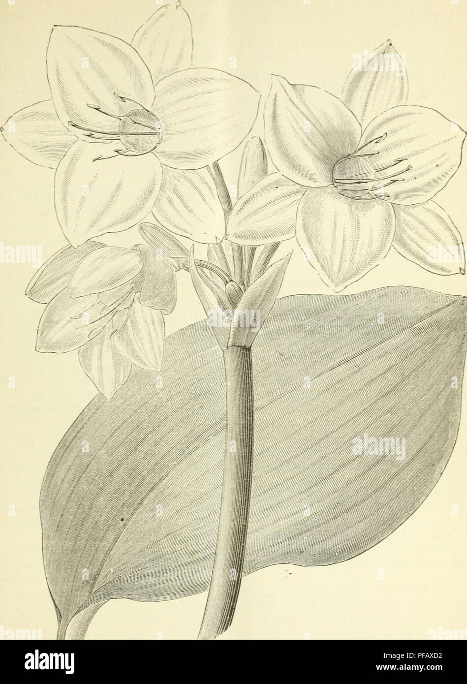 . Deutsche Garten-Zeitung. Gardening. 329. Fii;-. 76. Eucharis Mastersi Baker. Blumen weiss. Schlund £jelblich. neuerdings auch von den Herren van der Smissen 6c Schwartz importirt. Ihre schönen, weissen, wohhiechenden Blumen sind denen der E. amazonica Hort, {grandiflora Planch.) ähnlich: sie unterscheiden sich von diesen durch etwas geringere Grösse, etwa 7—S cm im Durchmesser haltend, die kleinere Xeben- krone am oberen Theile des Schlundes und durch das gelbliche Innere desselben, das bei jener Art grünhch ist. E. Mastersi erhielt im Oktober 18S5 von der Kgl.. Please note that these images Stock Photo