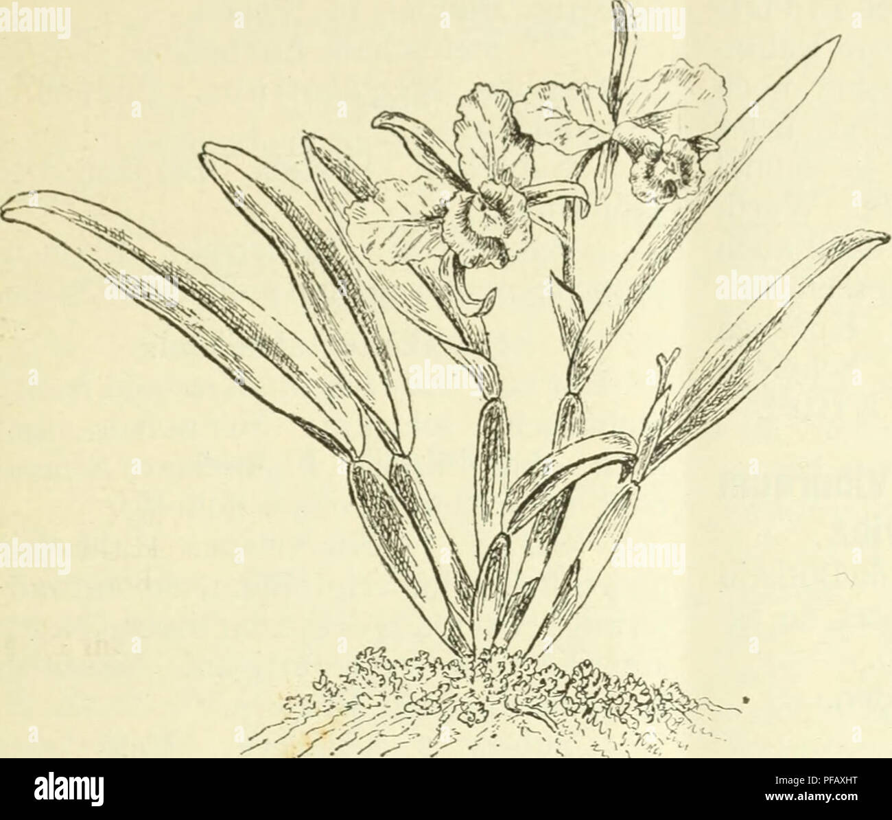 . Deutsche Garten-Zeitung. Gardening. 1886 Nr. 17] 195 Empfehlenswerthe Orchideen zur Schnittblumen-Produktion. Wir haben die 1 im vorij^cn Jahrj^anyc zeitun«^) bcj^onncncn )rt.selzun,L; dicker d. Z. (der Garten- Reihen fobe von. Fii^. 47. Cattlc}a Trianac. Please note that these images are extracted from scanned page images that may have been digitally enhanced for readability - coloration and appearance of these illustrations may not perfectly resemble the original work.. Wittmack, Ludwig, 1839-1929; Perring, W; Verein zur Befo?rderung des Gartenbaues in den Ko?niglich Preussischen Staaten; Stock Photo