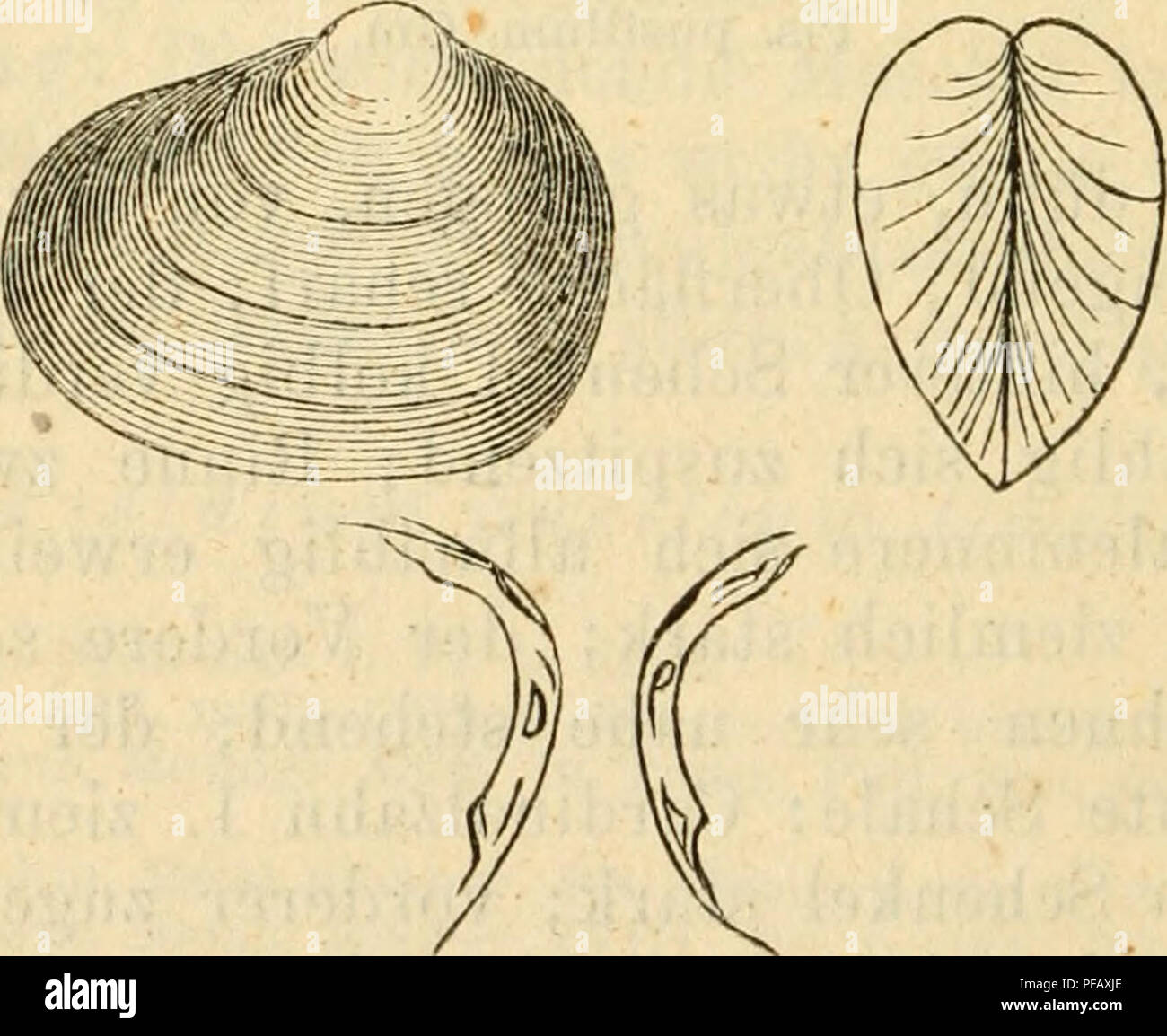 . Deutsche excursions-mollusken-fauna. Mollusks. 522 an der Unterseite von im Wasser liegenden Blättern und Aststücken. — Verbreitung: Im ganzen Gebiete, wenn auch ziem- licb selten. — Grössendifferenzen: Bei der vorstehenden Art nicht unbedeutend; manchmal erreichen die Muscheln bei ent- sprechender Breite und Dicke 4 Mm. Länge. Bemerkung: Pis. pusillum ist durch ihre geringe Aufgeblasenheit und die wenig vortretenden Wirbel von Pis. fossarinum verschieden. — Trotz ihres Namens ist sie durch- aus nicht die kleinste ihres Genus. — 11. Pisidium roseum^ Scholtz. Pisidium roseiim, Scholtz, Mollus Stock Photo