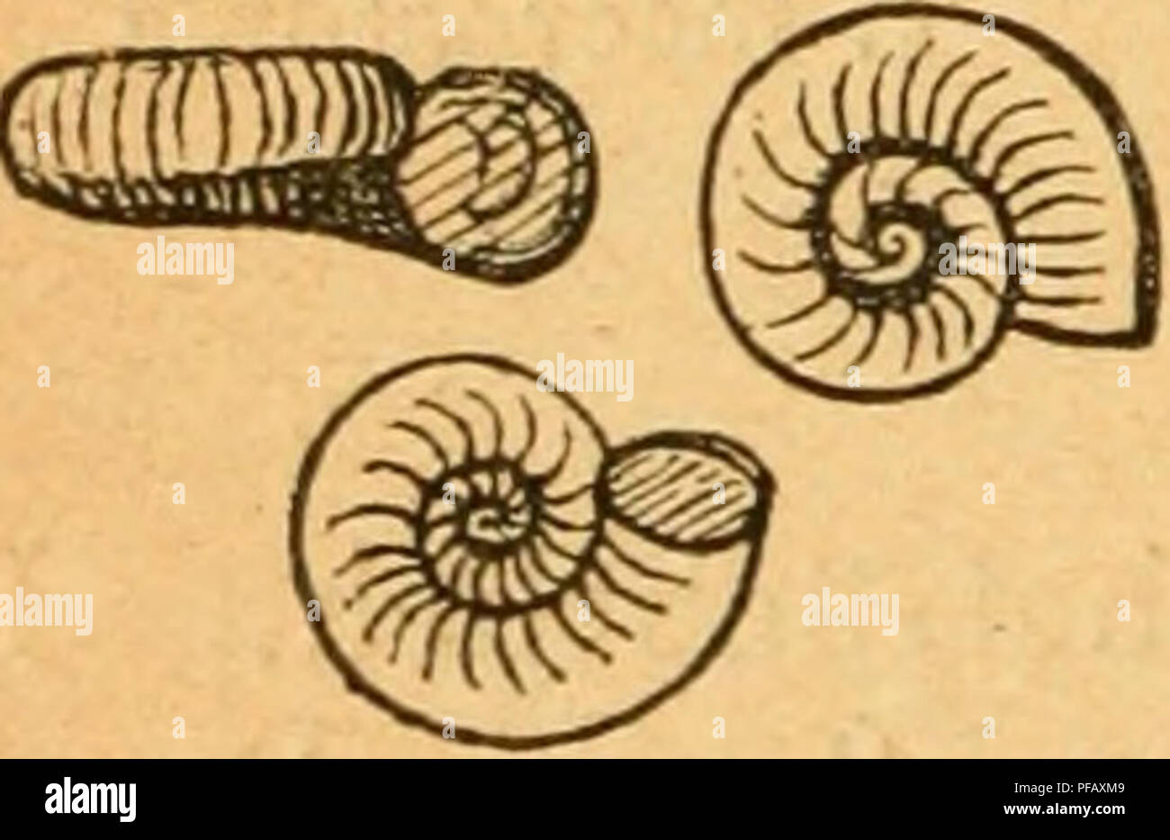 . Deutsche excursions-mollusken-fauna. Mollusks. 462 8. Gyrorbis cristata, Müller. Valvata cristata, Müller, Verm. bist. 11. 1774 p. 198. Nerita valvata, Gmelin, Syst. nat. ed. 13 p. 3675. — v. Alten, Augsburg p. ill t. 13 fig. 24. Valvata planorbis, Drap. tab. p. 42. — Hist. moll. p. 41 t. 1 fig. 34—35. — — Sturm, Fauna VI. 3 t. 3. — cristata, Scbroeter, Flussconcb. p. 240 t. 5 fig. 26. — C. Pfeifler, Na- turg. I. p. 101 t. 3 fig. 35. — — Küster, in Cbemnitz ed. 2 Monogr. Palud. p. 88 1.14 fig. 22—26. — — Stein, Berlin p, 88 t. 2 fig. 30. — Kobelt, Nassau p. 213 t. 5 fig. 23. — — Slavik, Böbm Stock Photo