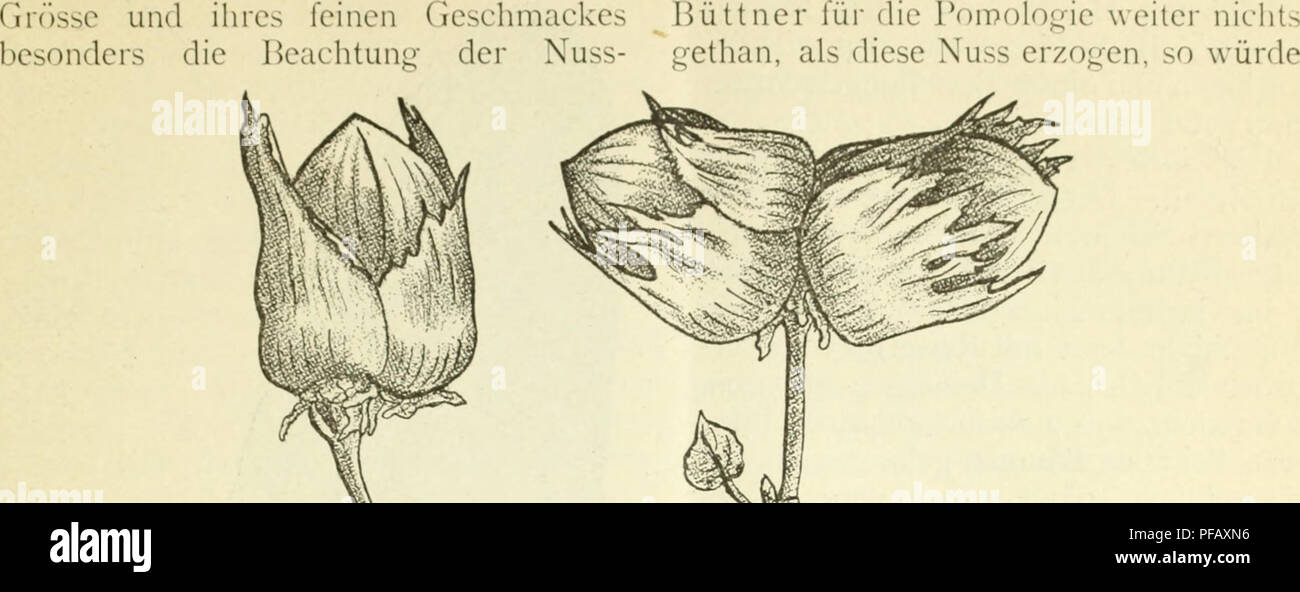 . Deutsche Garten-Zeitung. Gardening. Xr. ll.| 1J7. lic])lial)cr ver- dient. Ihre 'or- zw^c haben ihr bereits eine i.:rosse A'erbrei- tung- verschafft. Zur Massenan- ptlanzun^^- geeig-- net. Zum Ruhme des Züchters sai^t Burchardt (Lc.p von der Haüischen Riesennuss: ,, Fig. 31.. Please note that these images are extracted from scanned page images that may have been digitally enhanced for readability - coloration and appearance of these illustrations may not perfectly resemble the original work.. Wittmack, Ludwig, 1839-1929; Perring, W; Verein zur Befo?rderung des Gartenbaues in den Ko?niglich  Stock Photo