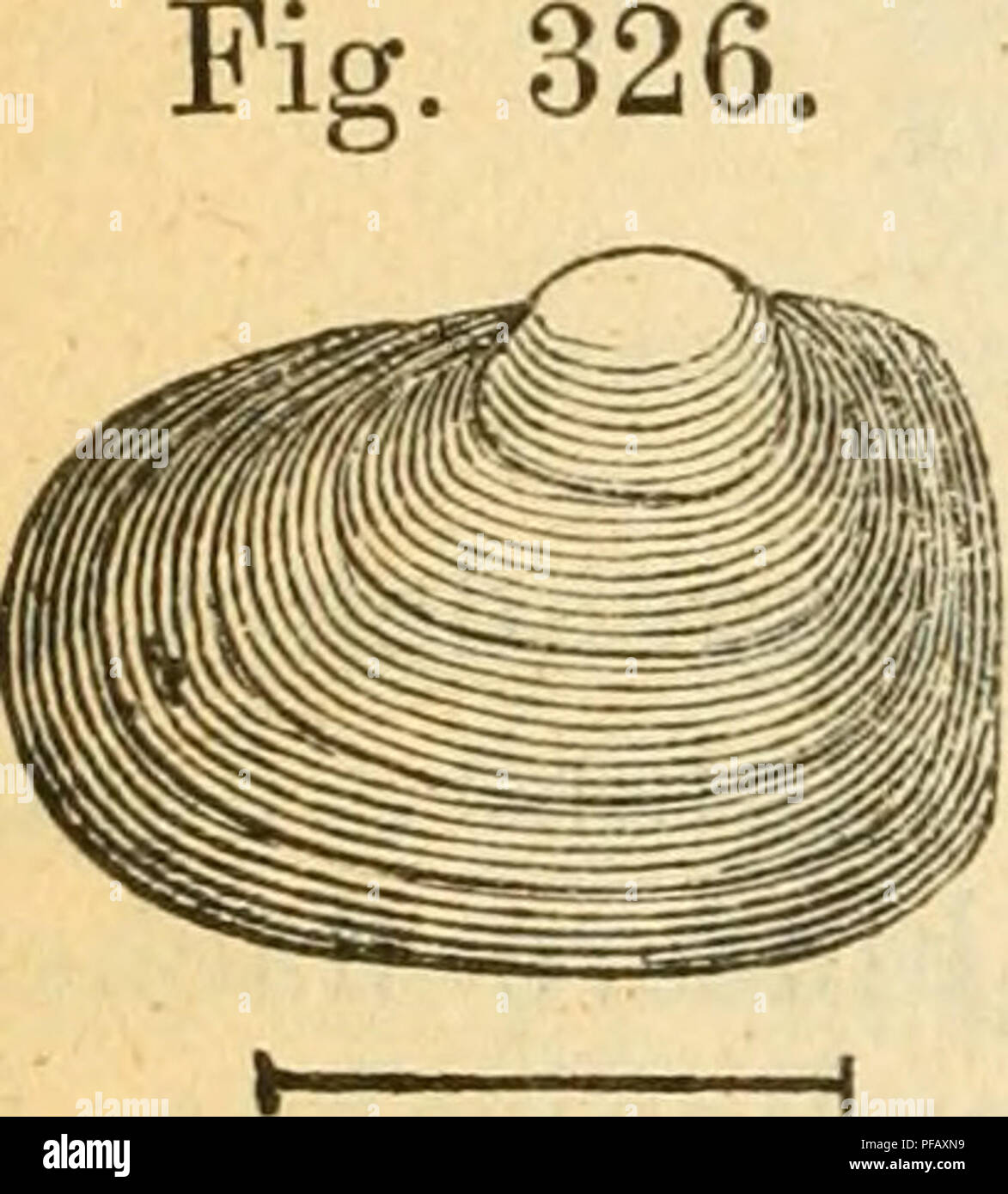 . Deutsche excursions-mollusken-fauna. Mollusks. 504 die weniger zugespitzt sind als die der Gegenscbale; Rinne zwischen den beiden Zähnen kurz; jene zwischen den vor- deren Seitenzähnen sehr vertieft. Länge 11 Mm., Breite 8,5 Mm., Dicke 6 Mm. Wohnort: In Bächen und Flüssen, im Sande oder Schlamme des Grundes. Verbreitung: Im ganzen Gebiete. Grössenunterschiede: Nicht bedeutend; die Mu- scheln schwankeil wenig um das angegebene Normalmass. Farbenabäuderungen: Unbedeutend; junge Mu- scheln sind gewöhnlich von reingelber Farbe und ebenso sind die jüngsten Ansätze älterer Muscheln stets von mehr  Stock Photo