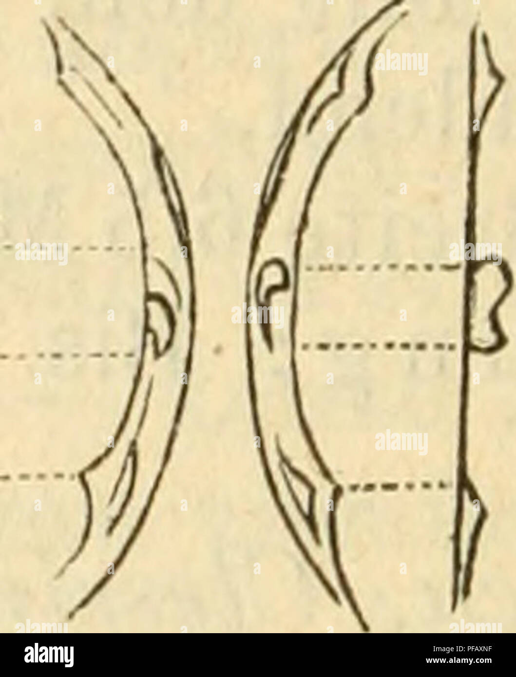 . Deutsche excursions-mollusken-fauna. Mollusks. Cal. Creplini, Dkr. und zugespitzt; Wirbel dem Hintertheile sehr genähert; Wirbelröhre kurz, schmal, mit sehr kleinem Häubchen endi- gend ; Oberrand wenig gebogen; Schild kaum bemerkbar, Schildchen durch seine stumpfe Ecke den Oberrand begren- zend; Hinterrand sehr wenig gebogen, mit dem sehr ge- wölbten Unterrande eine stumpfe Ecke bildend; Vorderrand kurz, wenig gebogen, beim Zusammentreffen mit dem Unter- rande eine fast in die Mittellinie der Muschel fallende ab- gerundete Ecke darstellend; Schlossleiste sehr schmal, die Cardinalzähne sitzen Stock Photo