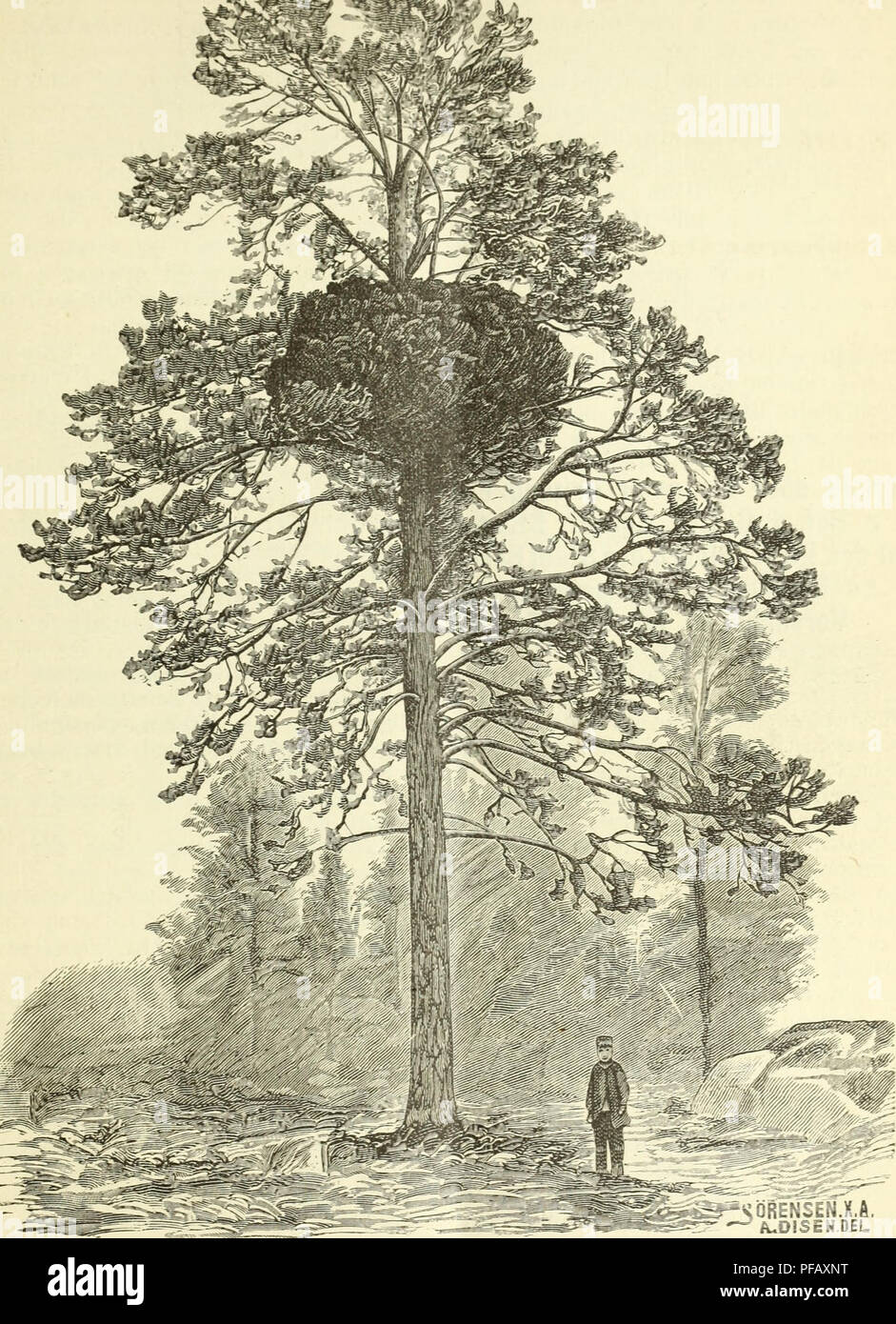 . Deutsche Garten-Zeitung. Gardening. 1886. Nr. lO.l 117. Fio-. 28. Hexenbesen an einer Kiefer, buche, Carpi'iius Betnlus L.. aus der Tegeler Forst. In Norwegen sind sie nach Schübeier (Pflanzenwelt Nor- wegens S. 181) am häufigsten an der Birke, ab und zu findet man sie auch an der Kiefer. In seinem Viridarium norvegicum theilt Schübeier S. 385 solche Fundstellen mit. So bei Dovre, zwischen Dombaas und Fogstuen auf einer der am höchsten, 941 m über dem Meere stehenden Kiefern. Der nörd- hchste Fundort auf diesem Baum war. Please note that these images are extracted from scanned page images th Stock Photo