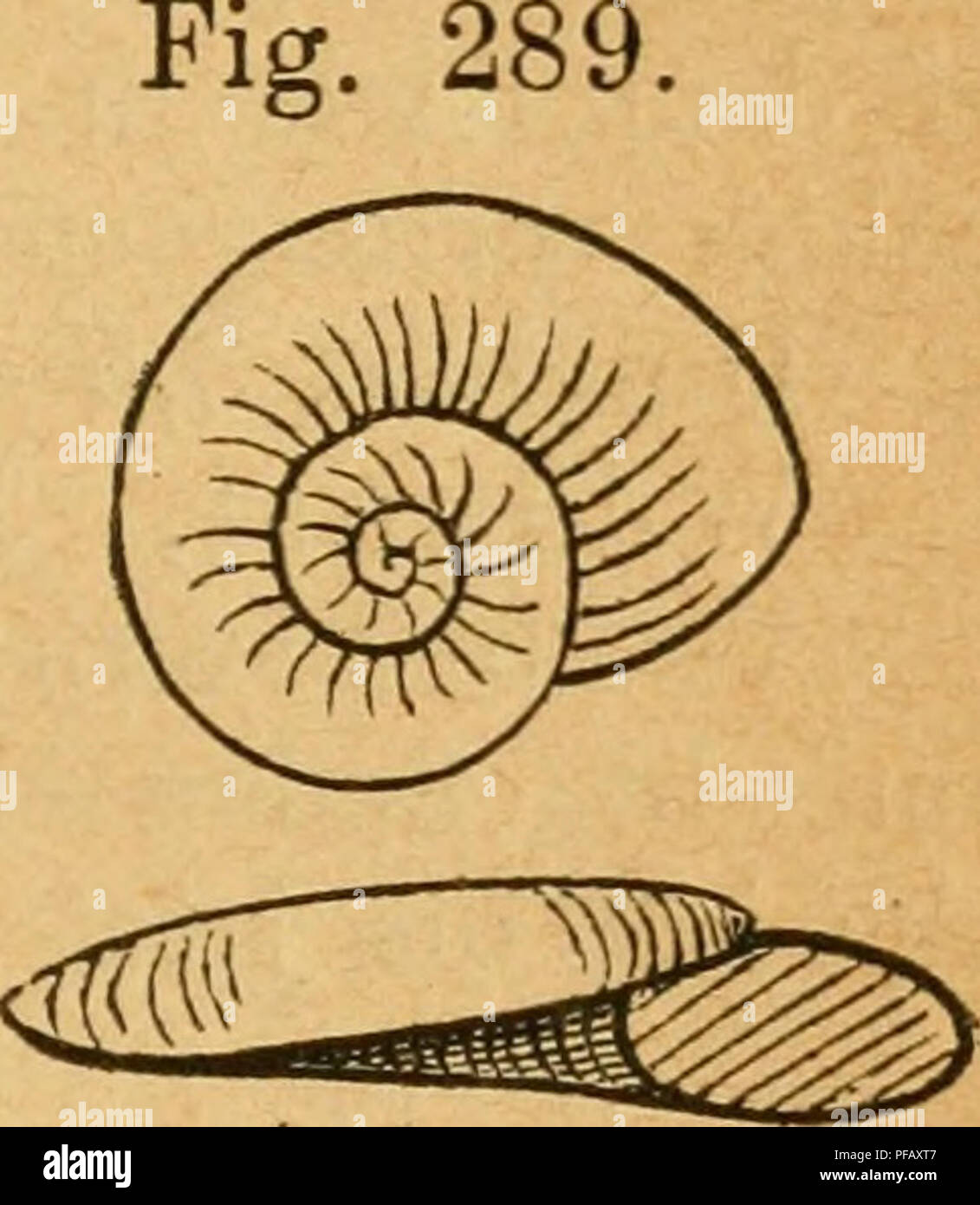 . Deutsche excursions-mollusken-fauna. Mollusks. 429 1. Var. nautlleuS, Linne (Turbo nautneus, Llnne, syst. nat. ed. XII 1767 p. 1241). Plan, inibricatus, Drap., bist. moll. p. 44. — crista, var. nautileus, Westerlund, Malak. Blätter XXII. p. 115 t. 4 fig. 28—30. Gehäuse: festschalig, von weissgrauer Farbe; Umgänge stumpf gekielt, Kiel fast in der Mitte gelegen, ober dem Kiele etwas flacher, unter dem Kiele mehf gewölbt; Oberfläche ohne Skulptur, nur sehr fein gestreift, Umgänge gedrückt - elliptisch, ohne markirten Kiel. Durchmesser 3 mm. PI. nautileus, 2. Var. CristatVS, Draparnaud, bist. mo Stock Photo