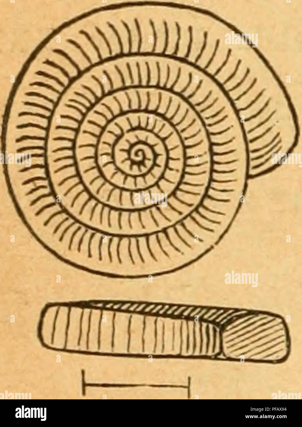 . Deutsche excursions-mollusken-fauna. Mollusks. 416 Fig. 275.. PI. rotundatus. PlanorUs rotundatus, Kobelt, Nassau p. 195 t. 5 fig. 9. — Stein, Berlin p. 74 t. 2 fig. 16. — — Lehmann, Stettin p. 217 t. 17 fig. 76. — rotundatus, Westerlund, Malak. Blätter XXII. p. 108 t. 3 fig. 10—12. — spirorhis, Slavik, Böhmen p. 113 t. 3 fig. 10—12, Anatomie: Lehmann 1. c. Thier: schlank, von braunrother Farbe; Sohle heller; Fühler pfriemenförmig, weissgrau; Mantel von braungrauer Farbe. Gehäuse:: klein, dünnschalig, fein gestreift, glänzend, durchscheinend, von röthlichgelber Farbe; Gewinde oben etwas eing Stock Photo