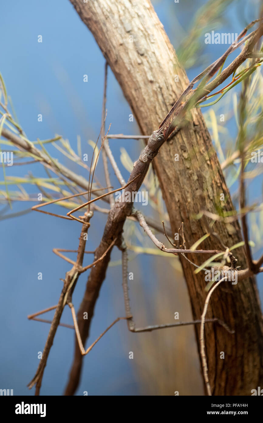 Nt Insects Australia, Northern Territory, Alice Springs. Two Acacia stick insects ...