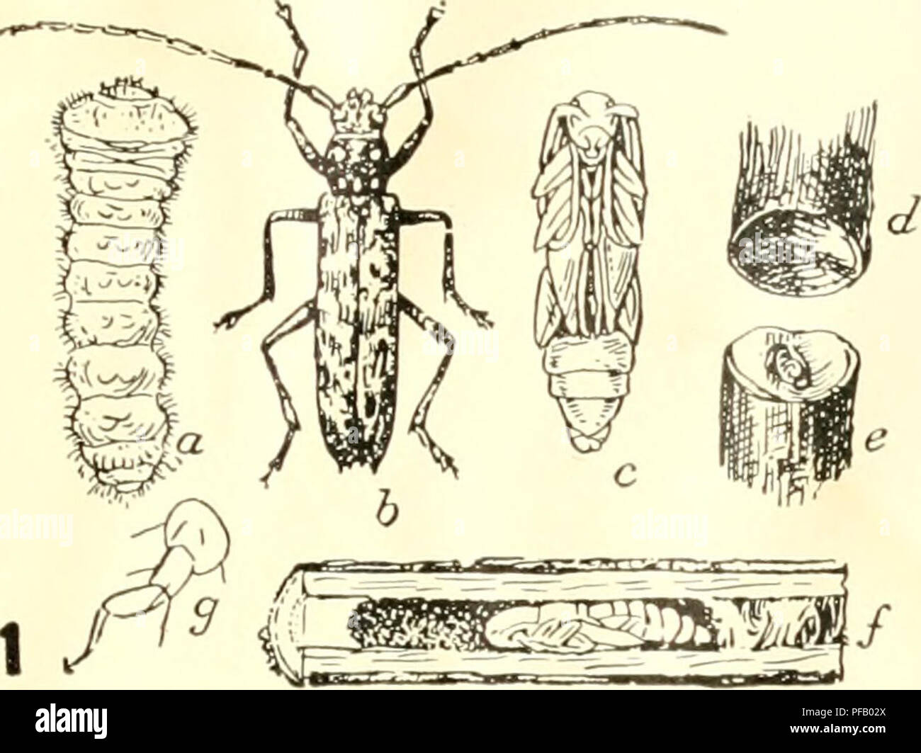 Ohio Tree Insects This illustration depicts destructive insect species that affect Ohio’s ...