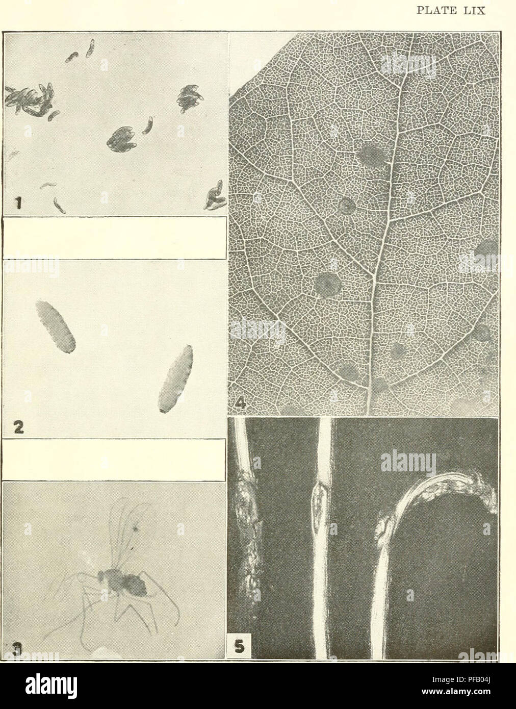 Ohio Tree Insects . Destructive insects affecting Ohio shade and forest trees. Beneficial ...