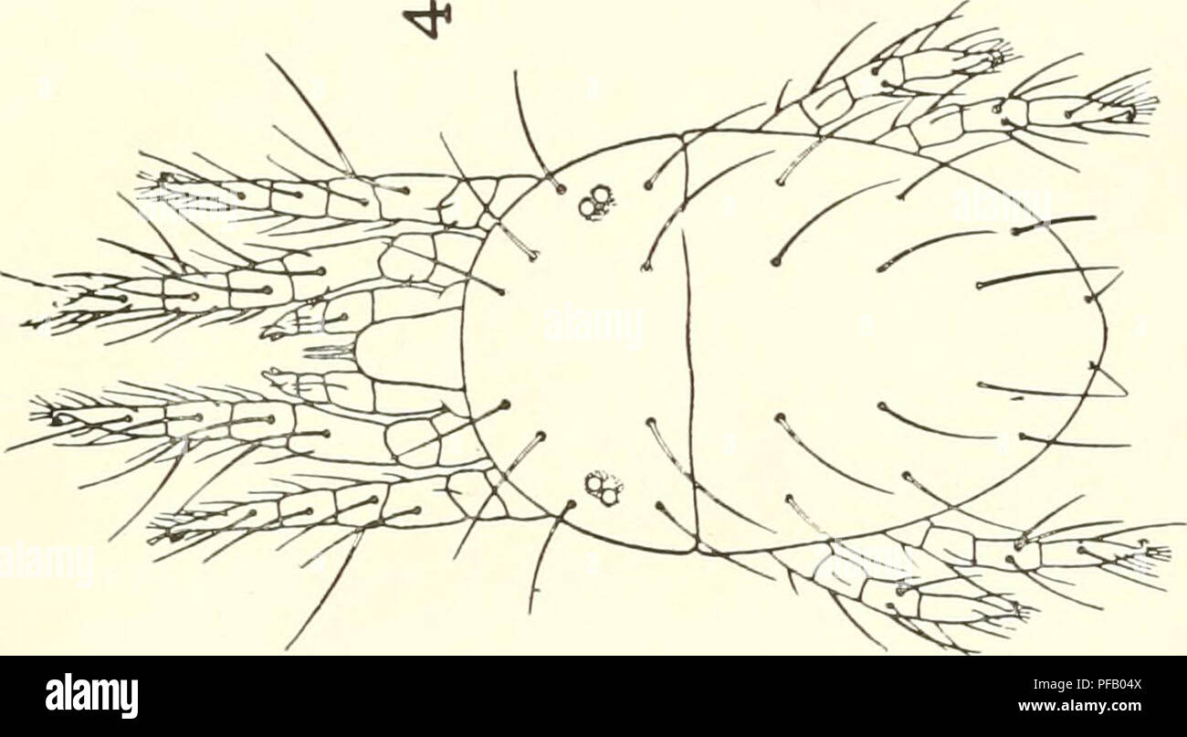 . Destructive insects affecting Ohio shade and forest trees. Beneficial insects -- Ohio; Insect pests -- Ohio; Trees -- Diseases and pests Ohio; Insects -- Ohio. . Please note that these images are extracted from scanned page images that may have been digitally enhanced for readability - coloration and appearance of these illustrations may not perfectly resemble the original work.. Houser, John S. [Wooster, Ohio : Experiment Station Stock Photo