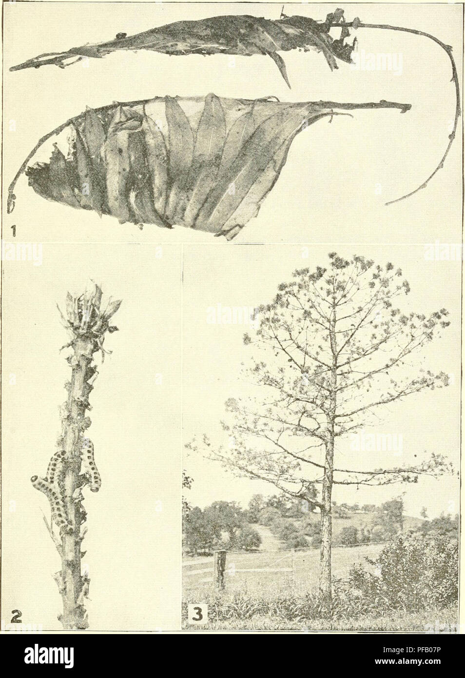 Ohio Tree Insects . Destructive insects affecting Ohio shade and forest trees. Beneficial ...