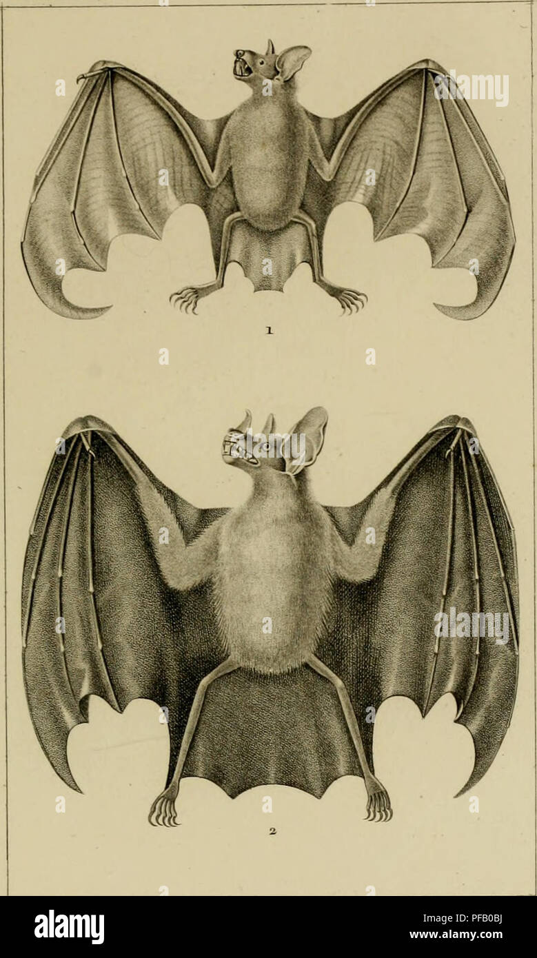 This French dictionary provides systematic descriptions of natural history, covering animals, plants, and other life forms, while also focusing on their practical uses in medicine, agriculture, and commerce. Stock Photo