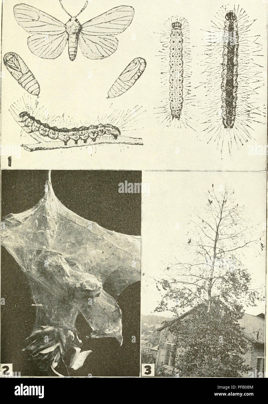 . Destructive insects affecting Ohio shade and forest trees. Beneficial ...