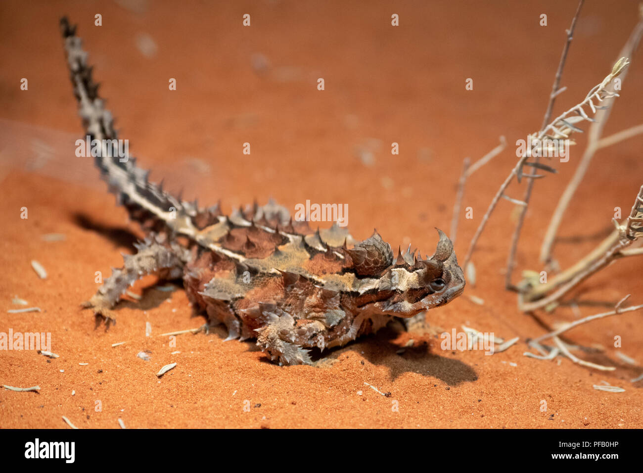 Australia, Northern Territory, Alice Springs. Thorny Devil lizard in desert habitat (Moloch horridus) aka mountain devil, thorny lizard, or the moloch Stock Photo