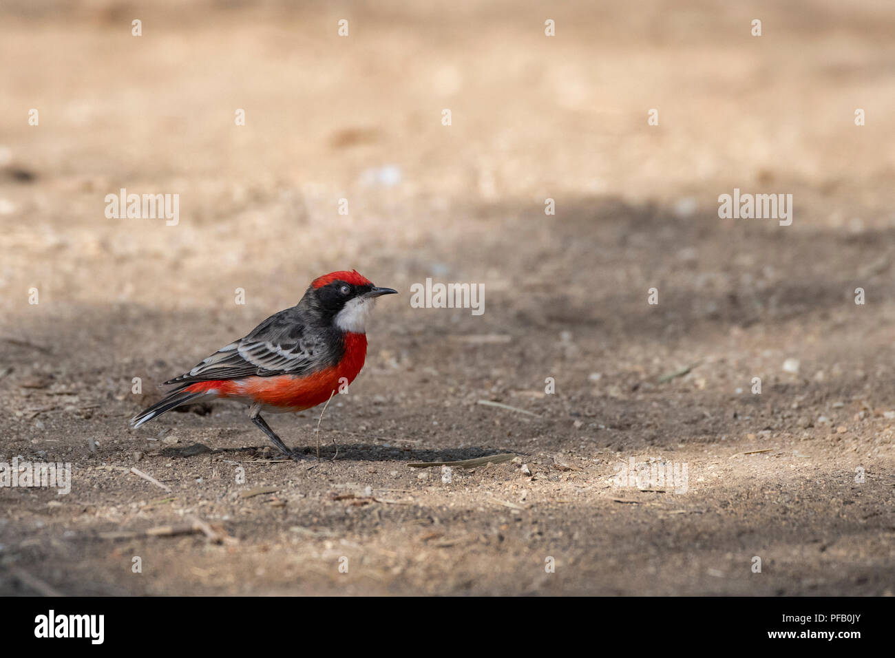 Australia, Northern Territory, Alice Springs. Male Crimson chat (Ephthianura tricolor). Stock Photo